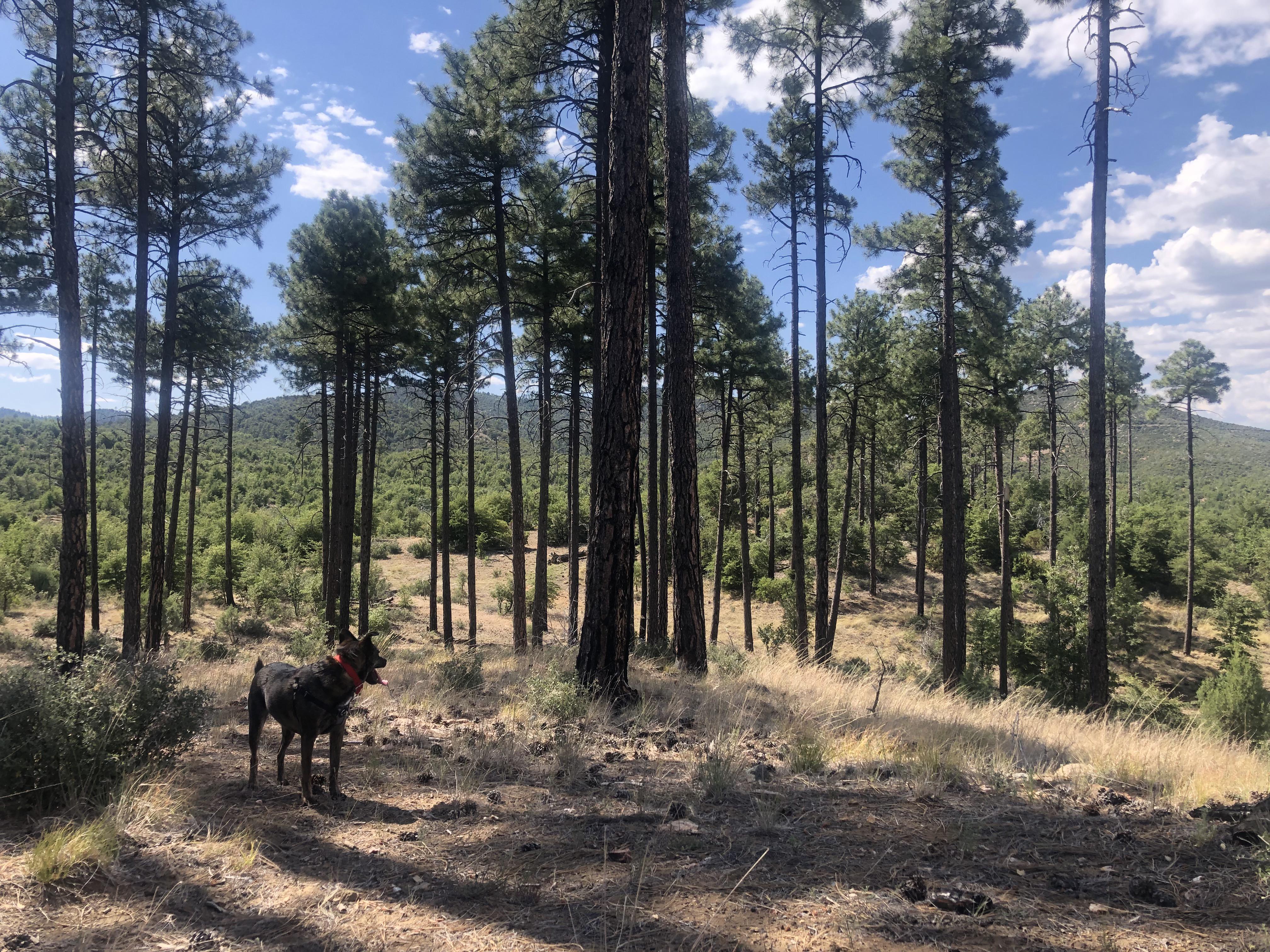 Rascal in the Prescott National Forest Prescott, Arizona r/hiking
