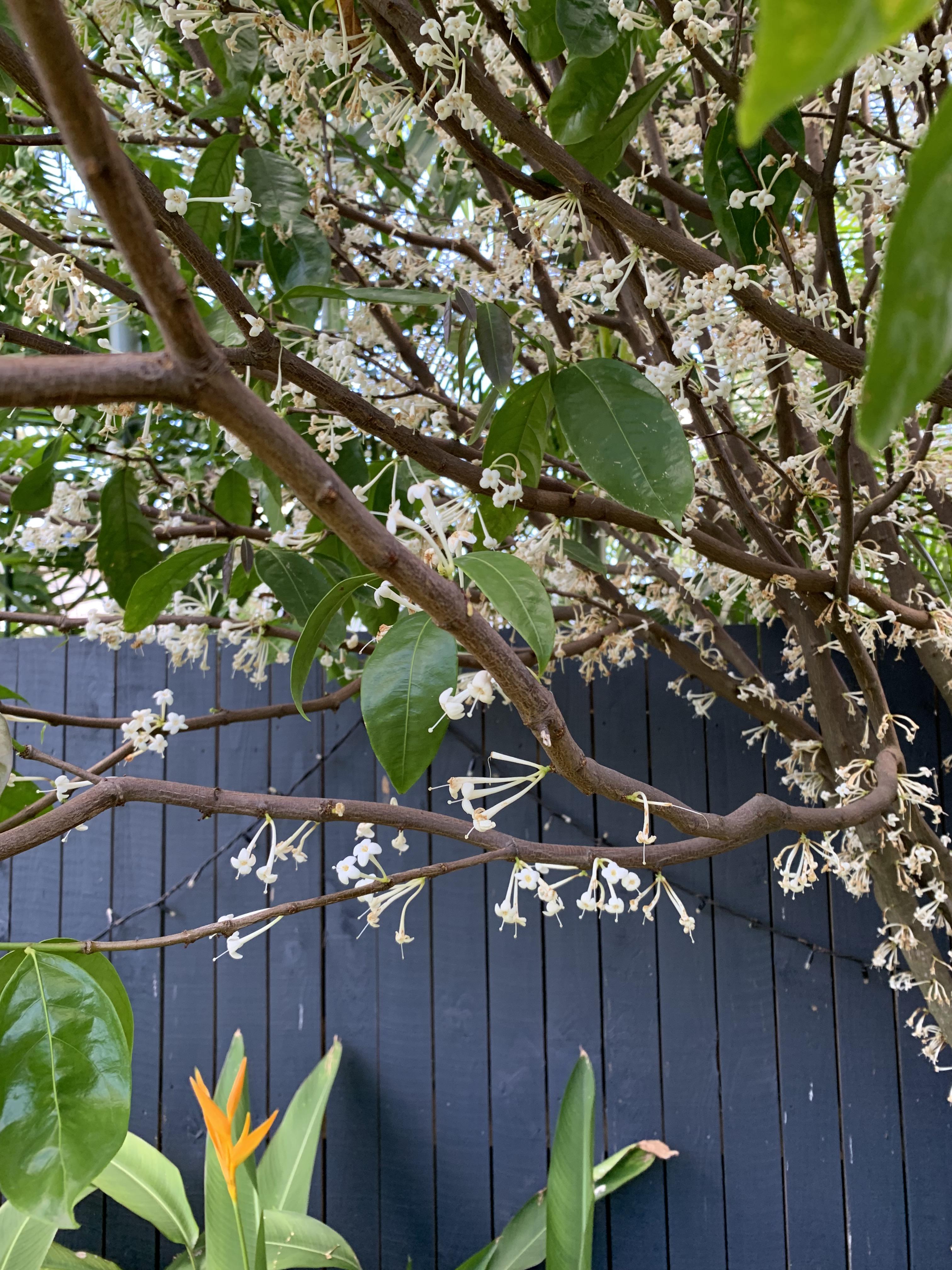 Please ID this tree in my backyard (Brisbane) r/australianplants