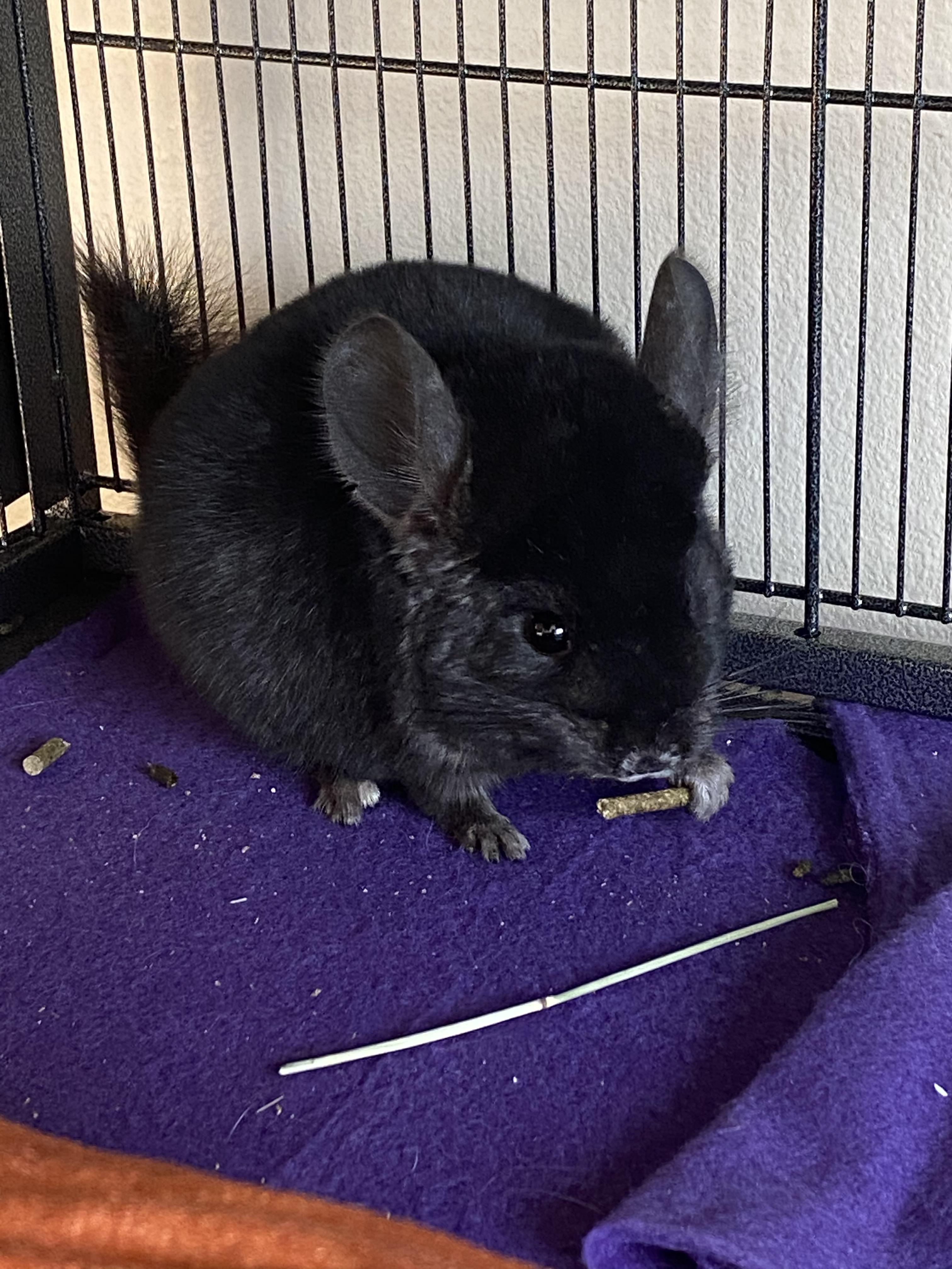 Got two new babies Chia and Chive! First time chin owner so any advice