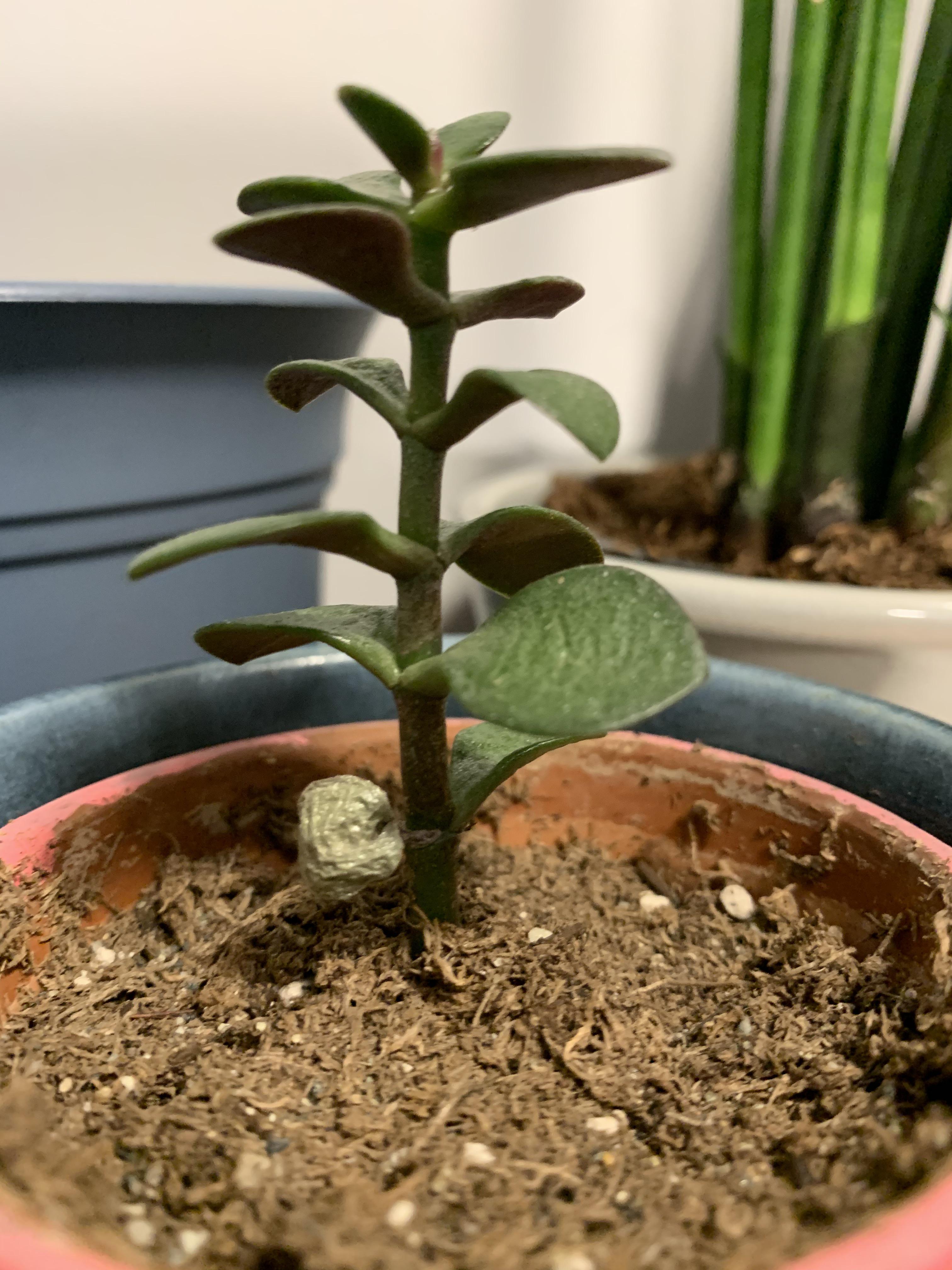 Jade plant starting to look sad. Any advice before it goes totally