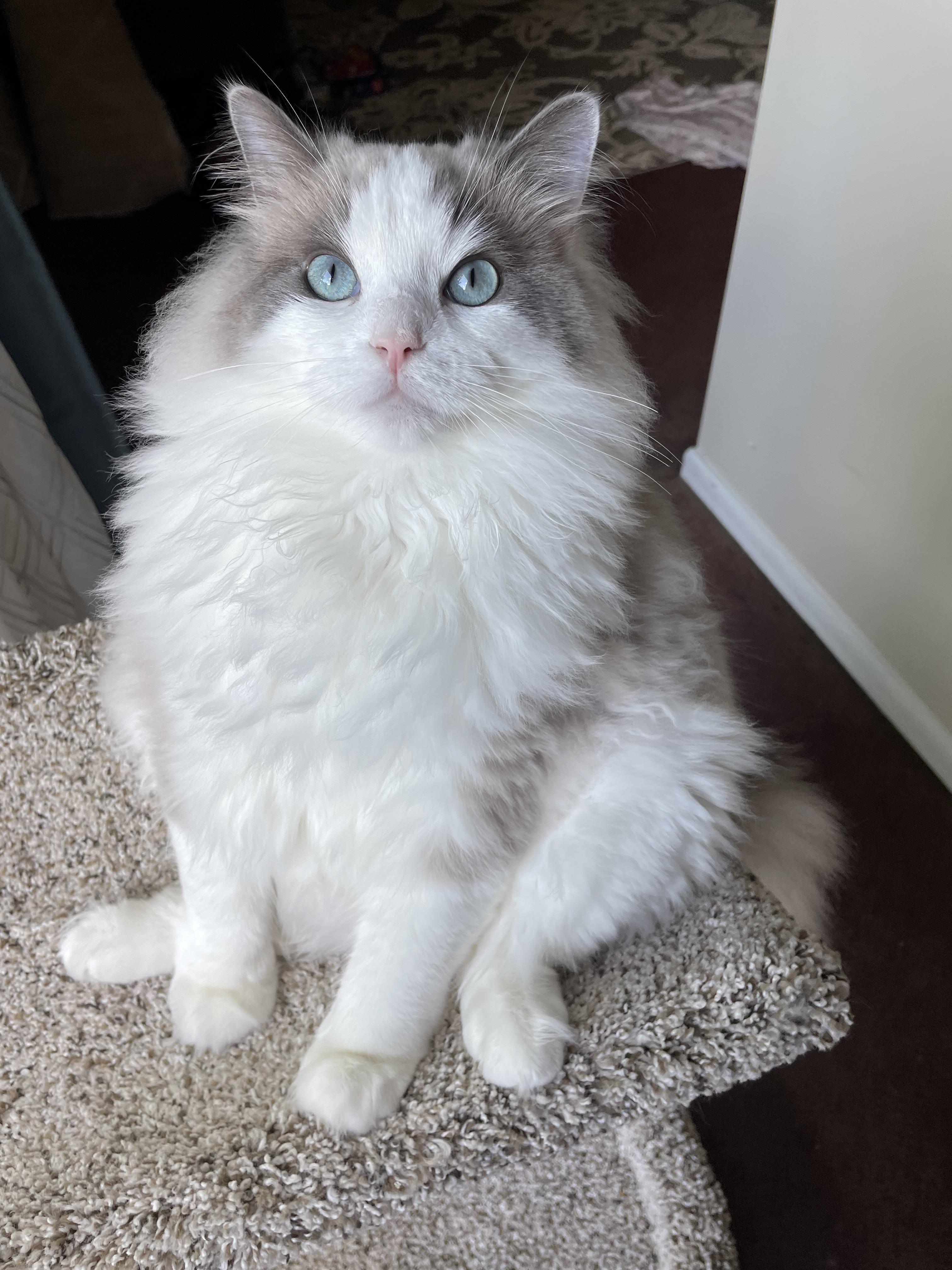My baby Lulu r/ragdolls