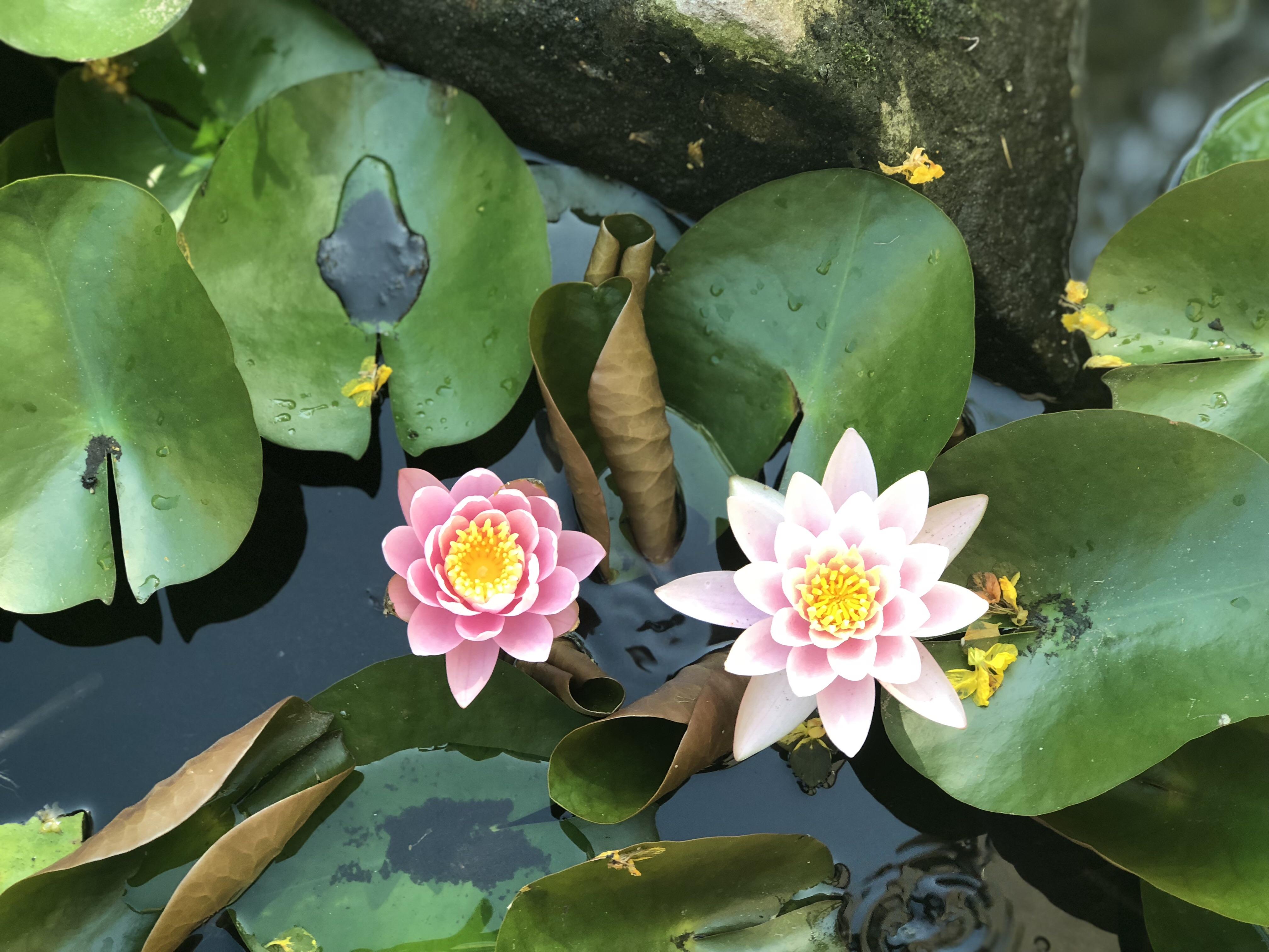 Pink water lilies r/gardening