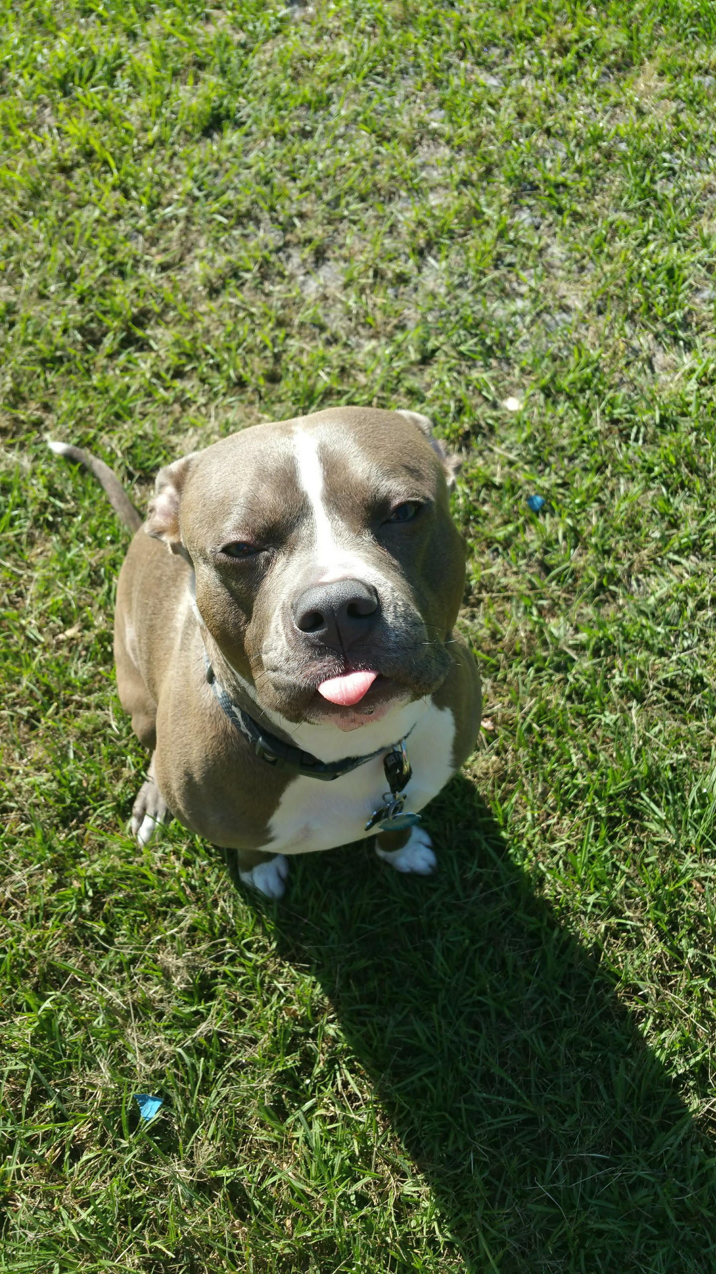 63+ 1 Year Old Pitbull Pictures l2sanpiero