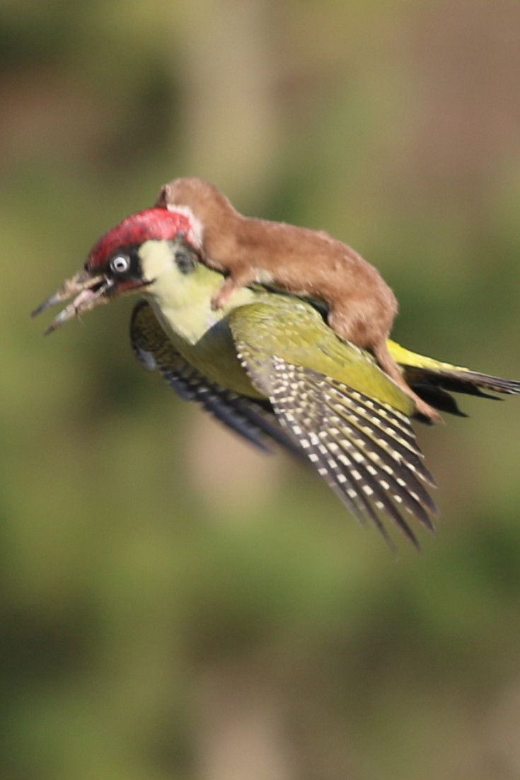 I knew birds were not real but weasels as well? The 'Bird' must be