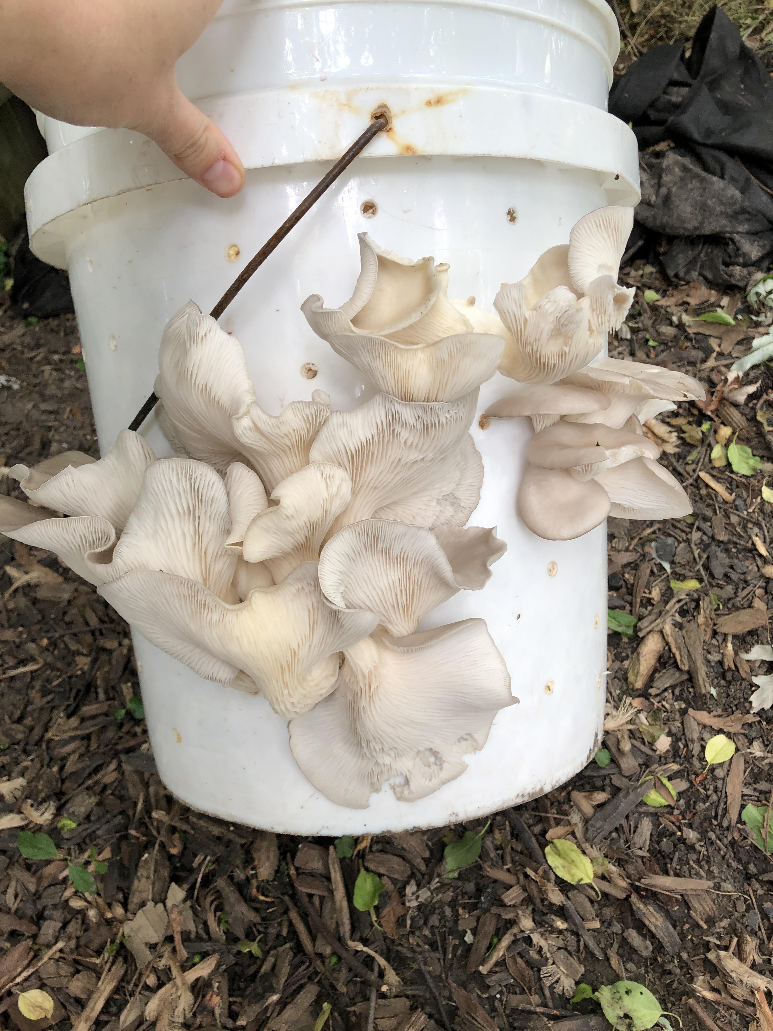 [Actives] Oyster mushrooms, first time grower. What is causing the