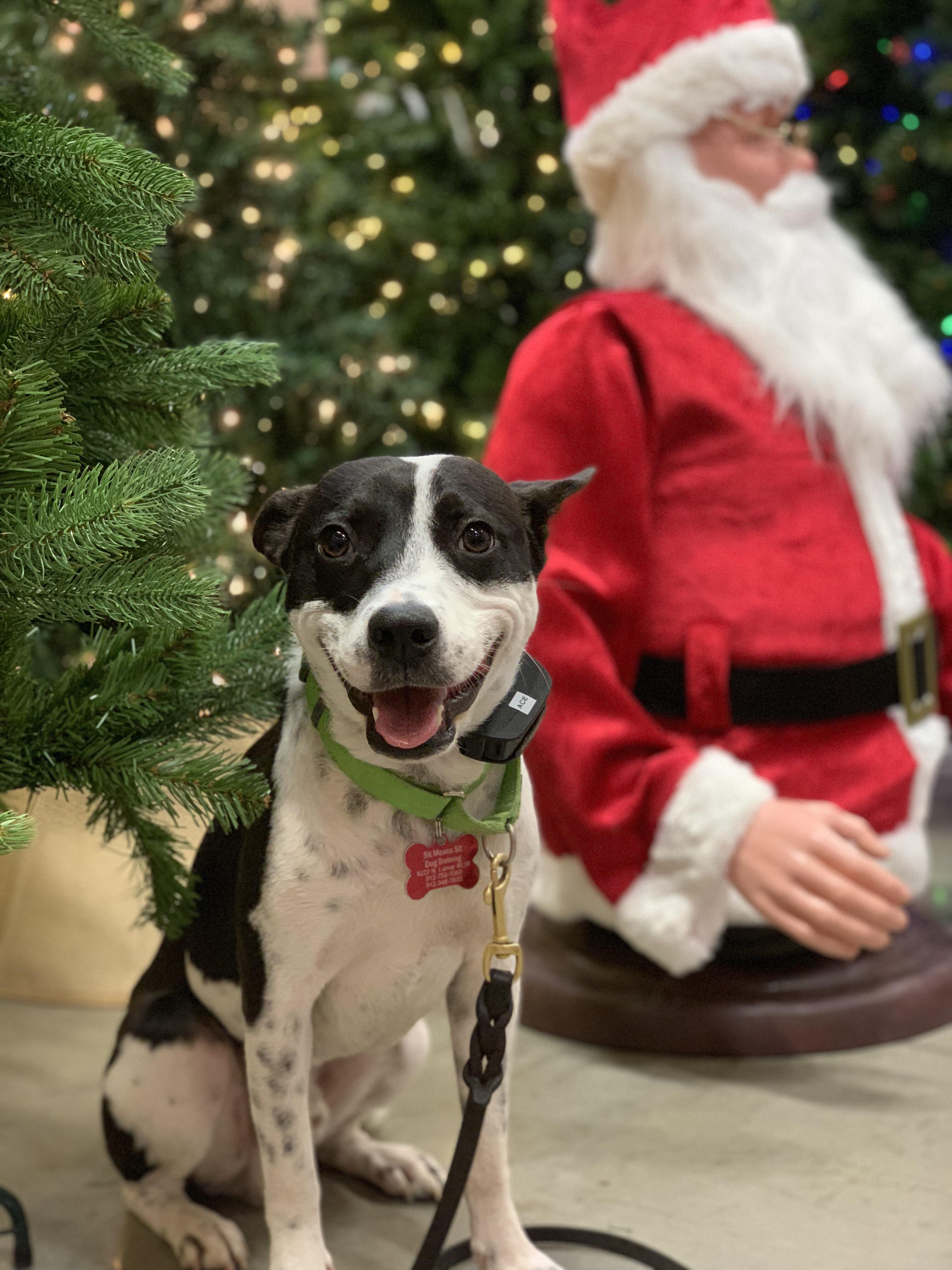 Took my dog on a trip to the Christmas aisle at Home Depot r/dogpictures