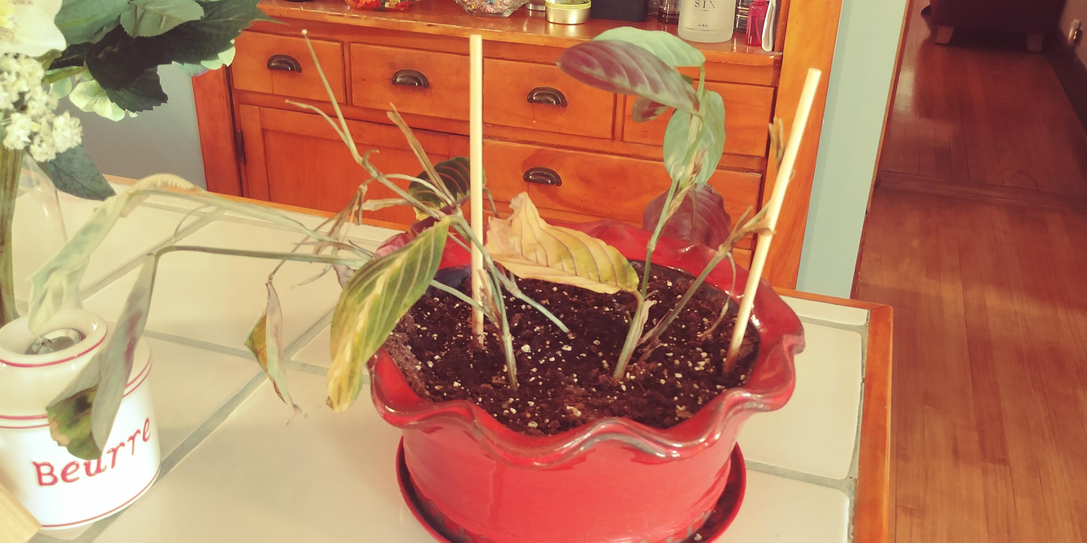 Help, please. My prayer plant is dying and I don't know why. Had it in