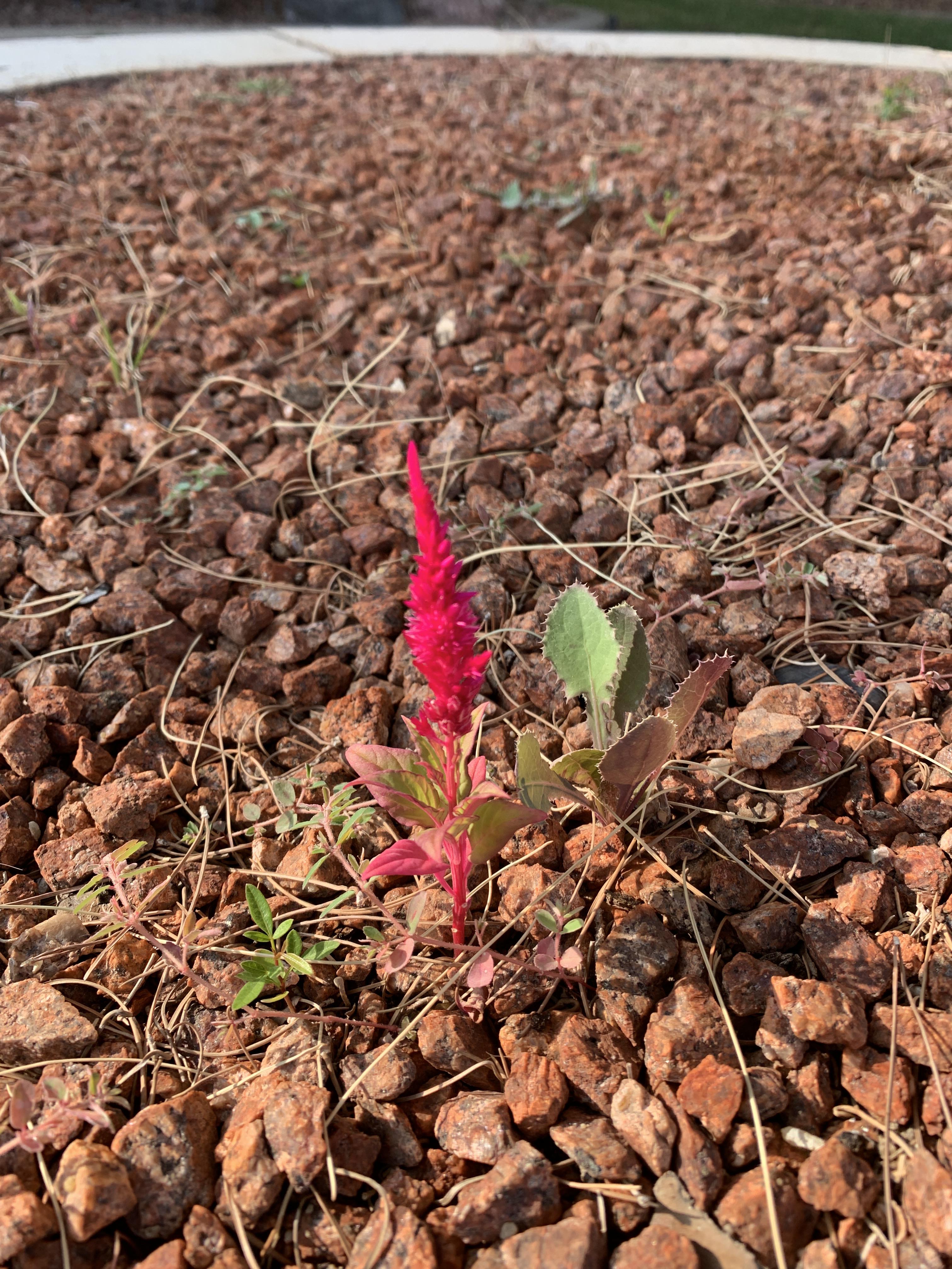 Pink flower? Growing in Las Vegas in some rocks by my tree r