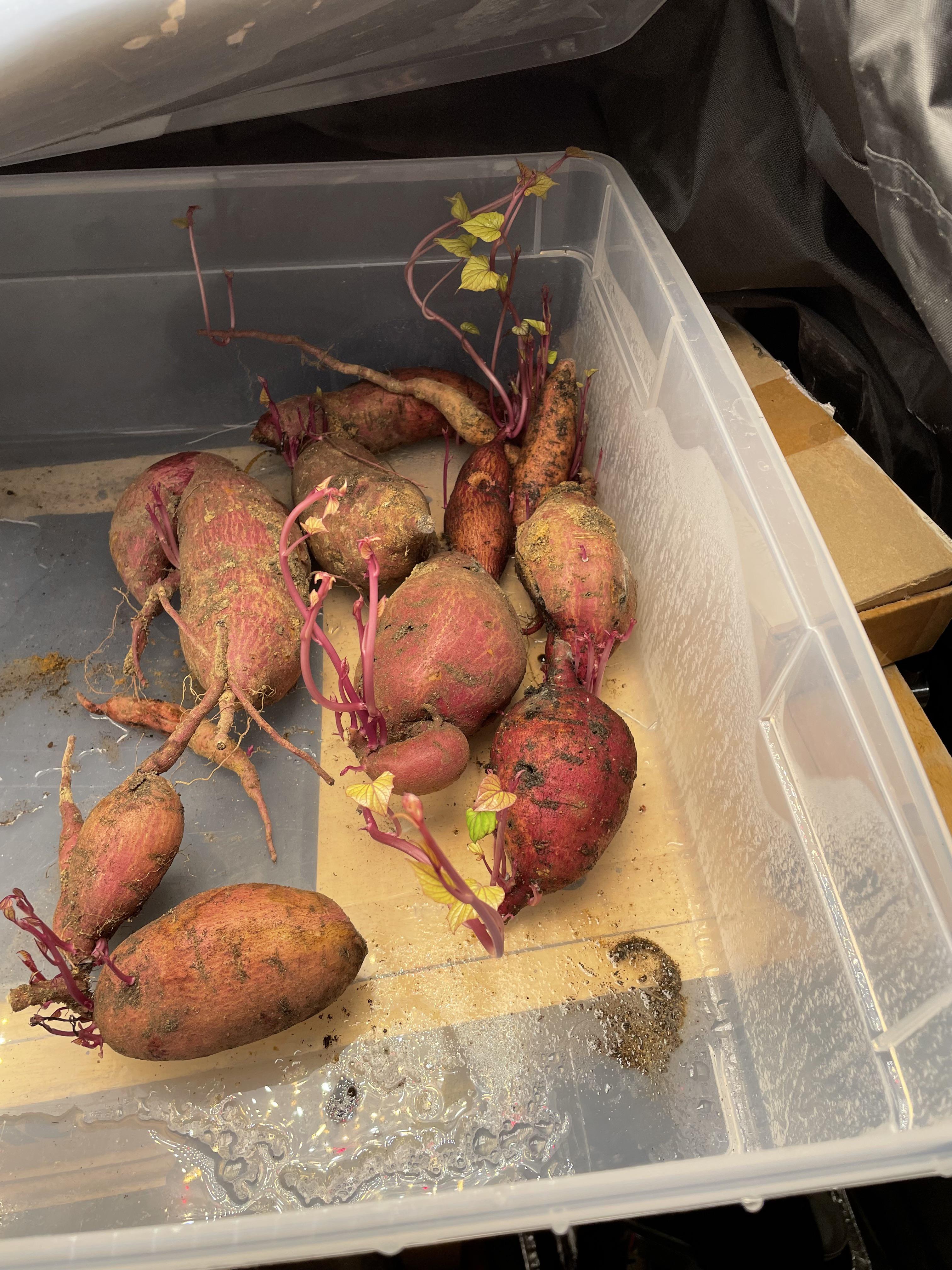 How to Cure Sweet Potatoes Properly for Storage South Elmonte Hydroponics