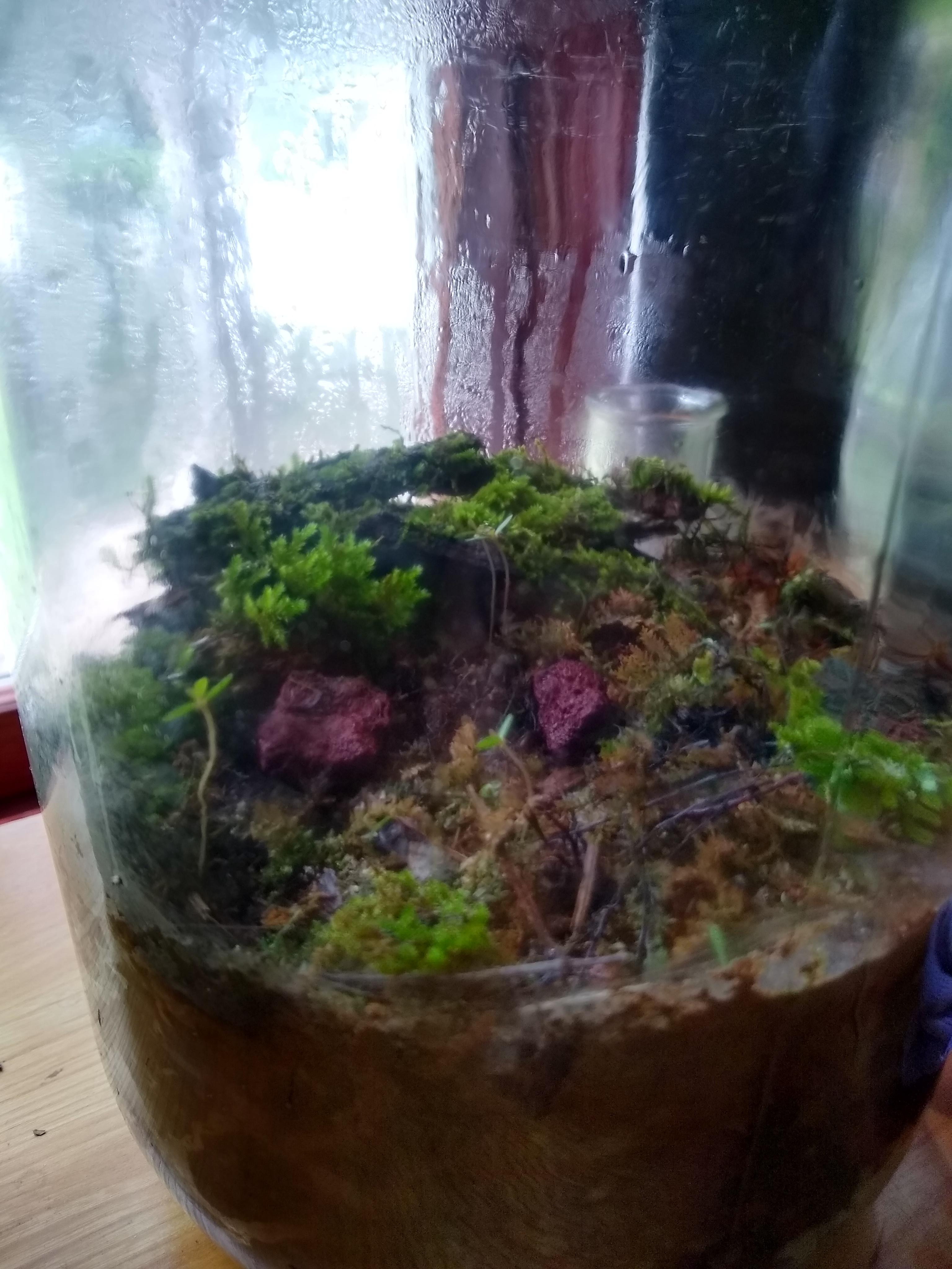 I think I finally got the moisture levels right! r/terrariums
