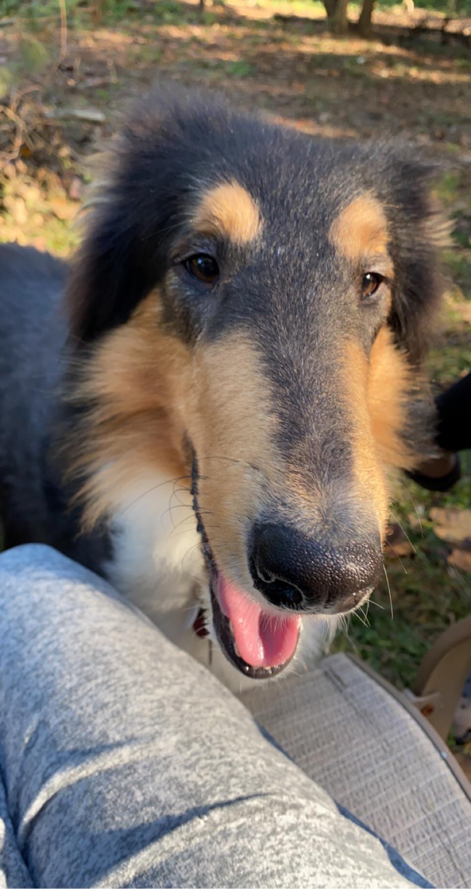 Rough Collie Puppy Feedings. roughcollies