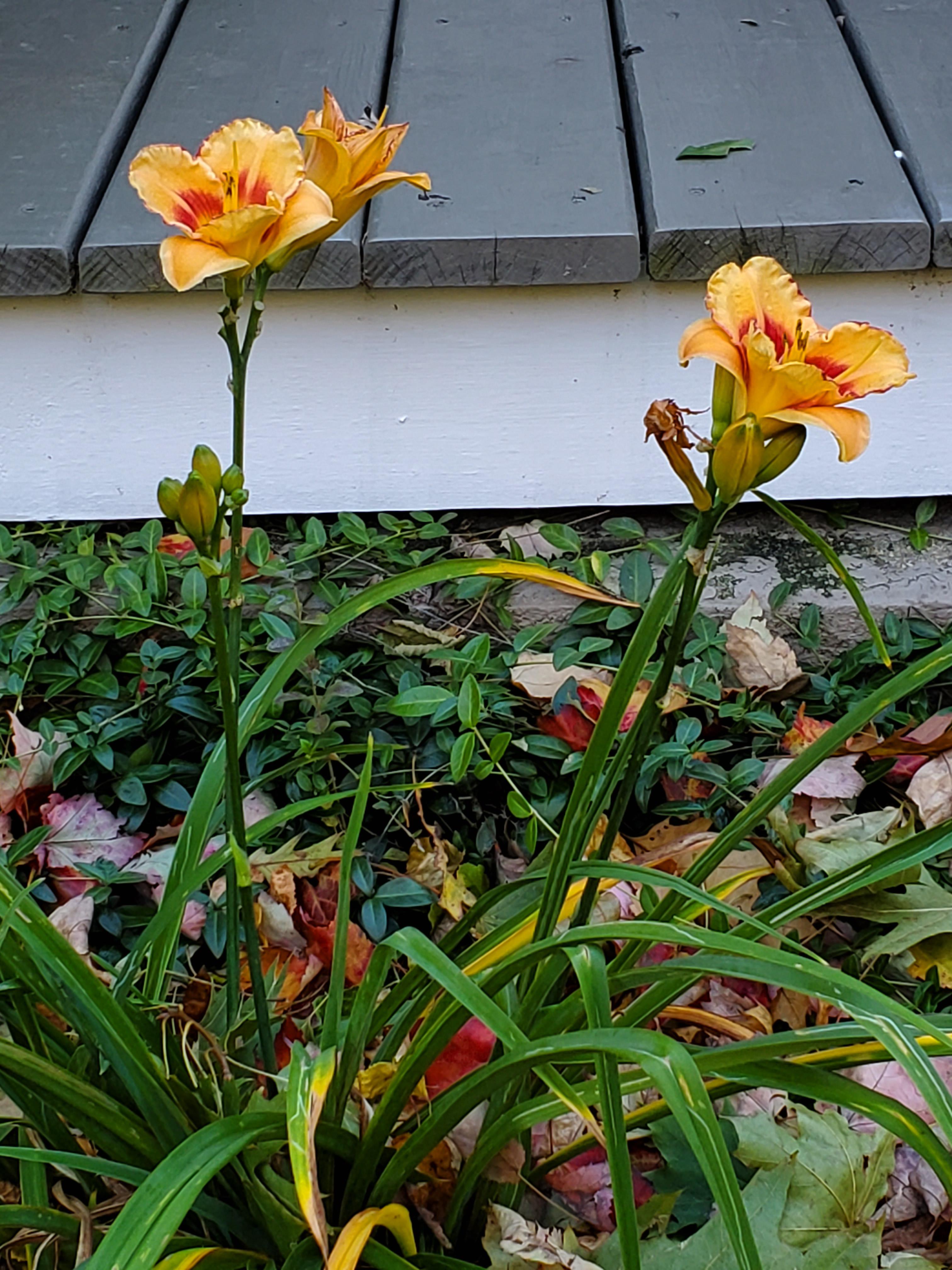 This daylily blooming in late October. Pic taken yesterday. r