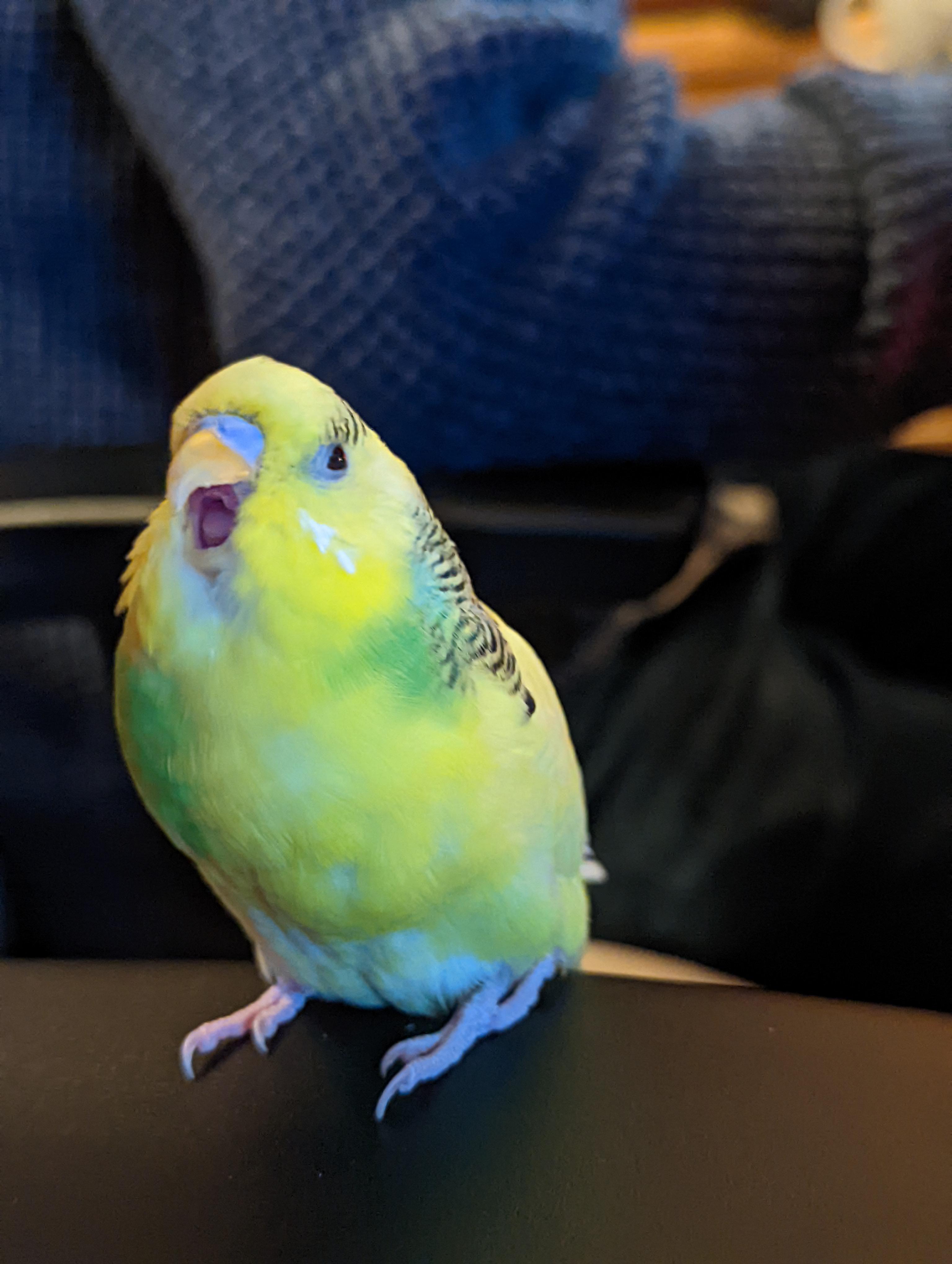 *yawn* r/budgies