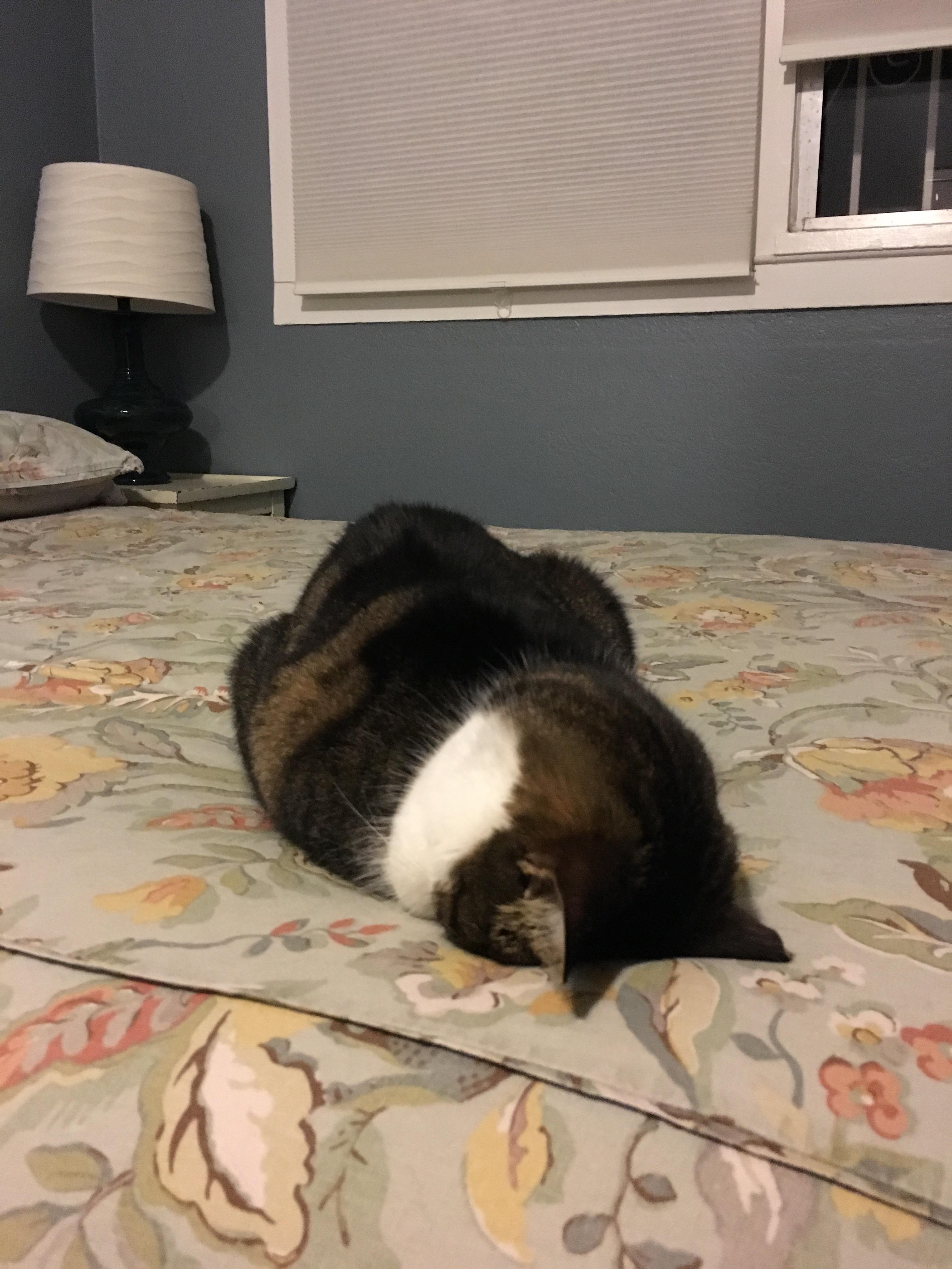 475 best Faceplant images on Pholder Catfaceplant, Nekoatsume and Catloaf