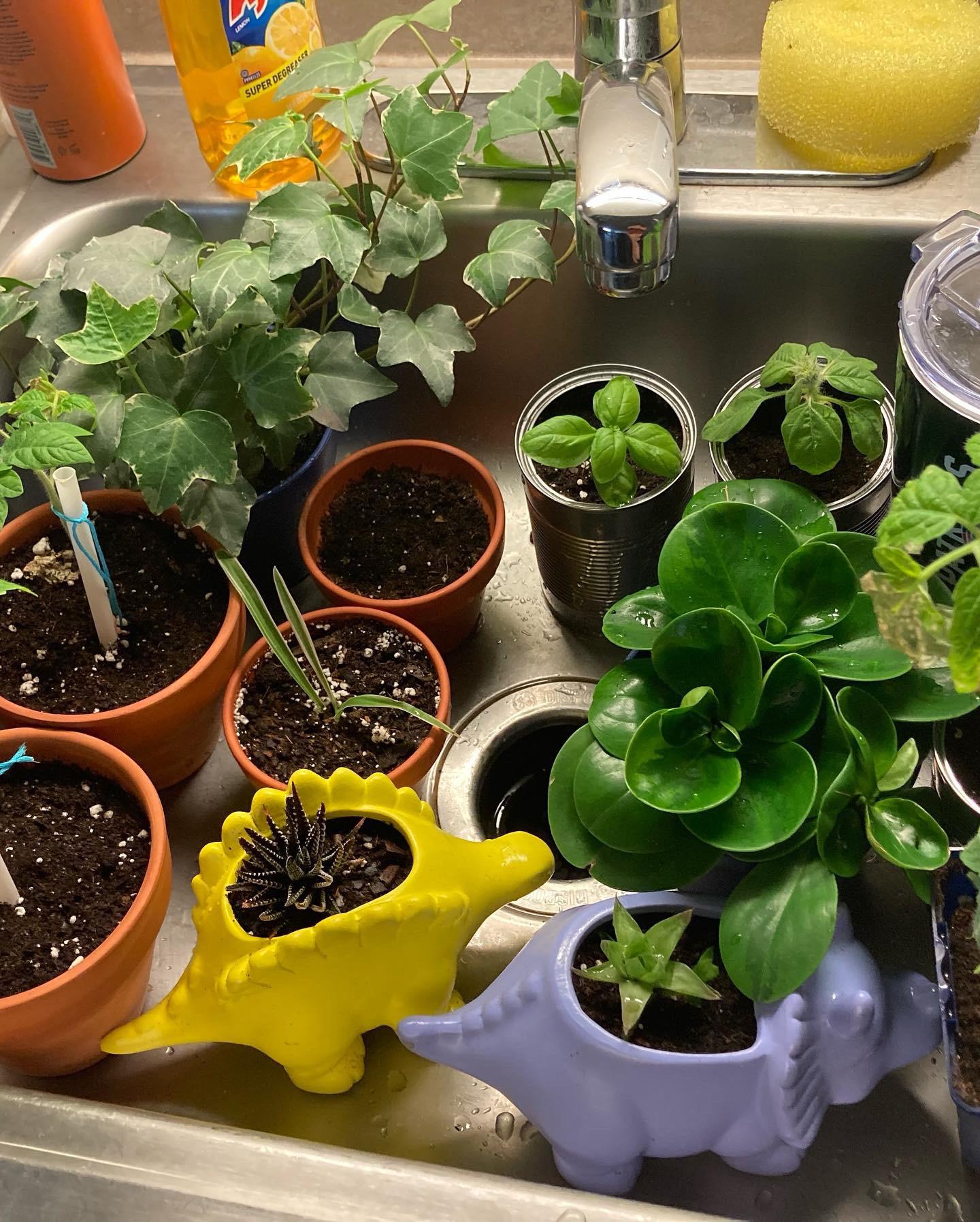 My dorm room plant collection r/plants