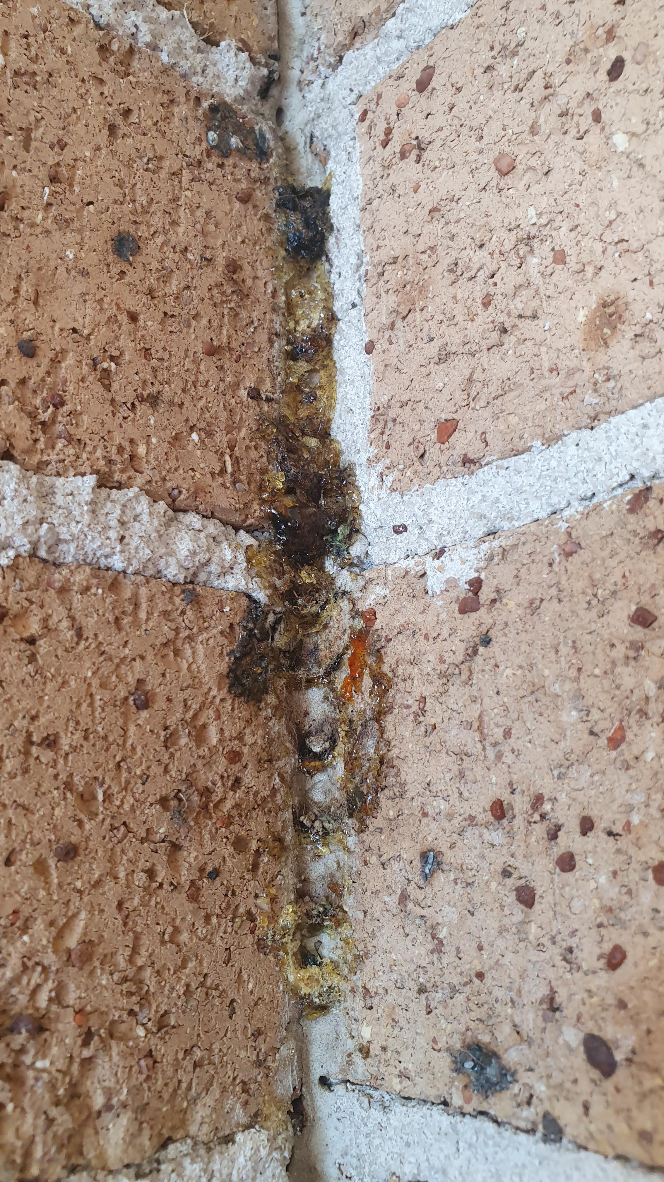 What is this sticky brown substance outside the house? r/whatisthisthing