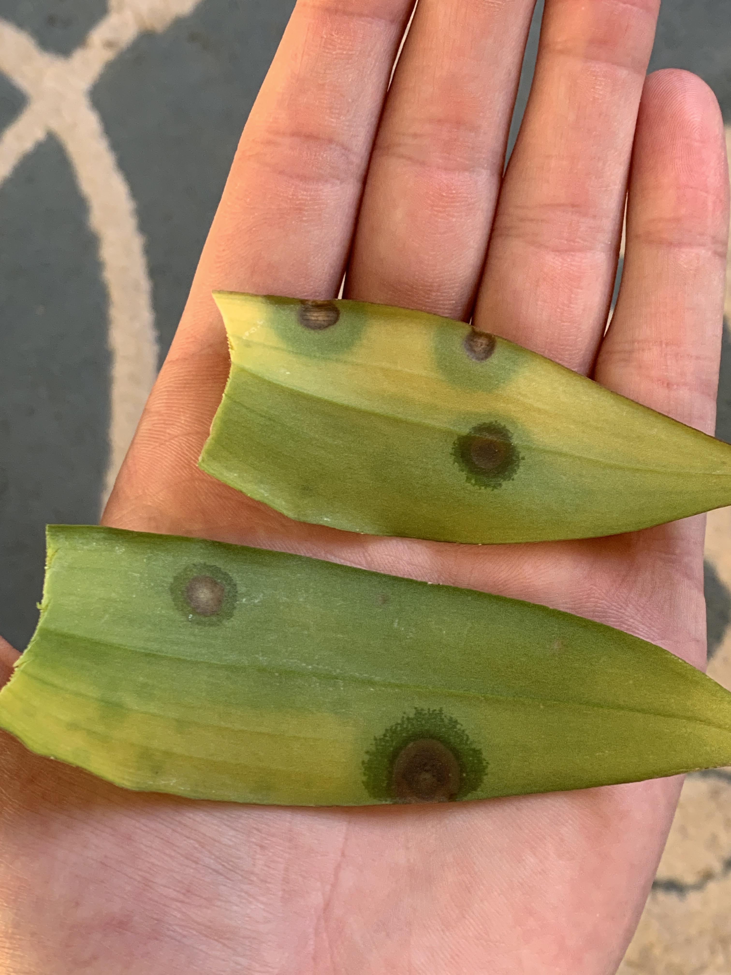 Is something trying to eat my Cooktown orchid? r/orchids