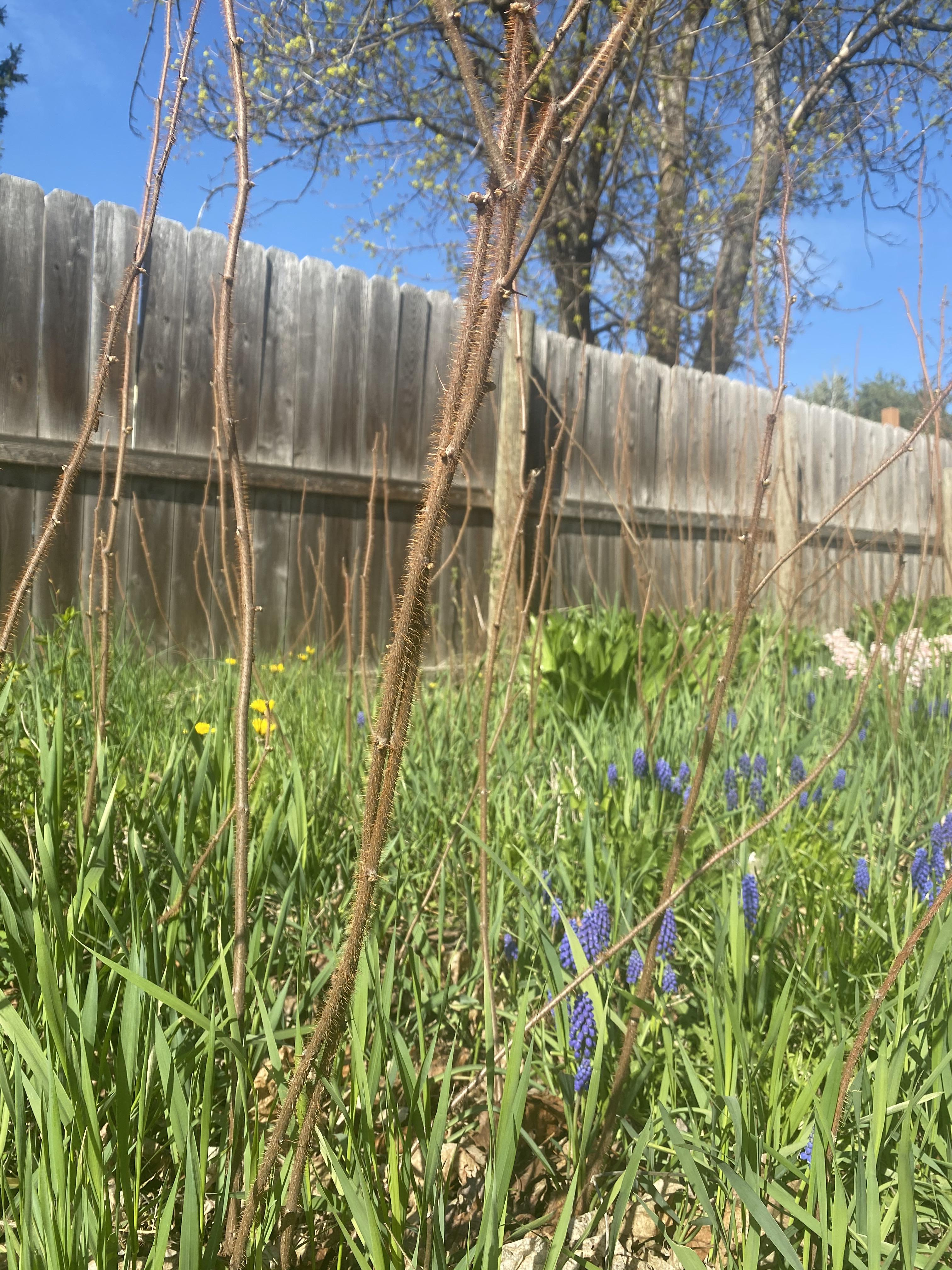 What are these huge thorny sticks growing out of my yard? North West