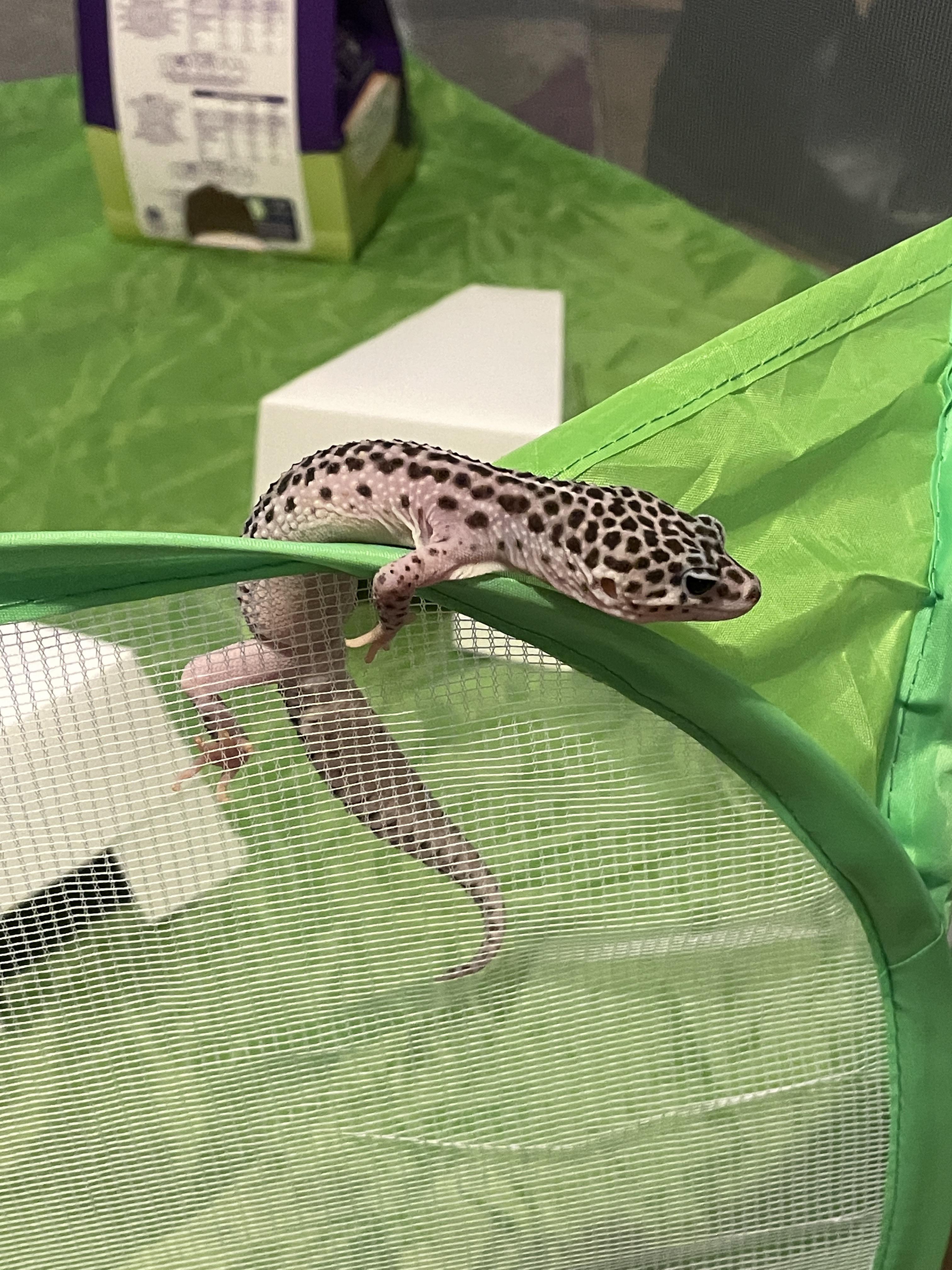The great escape! r/leopardgeckos