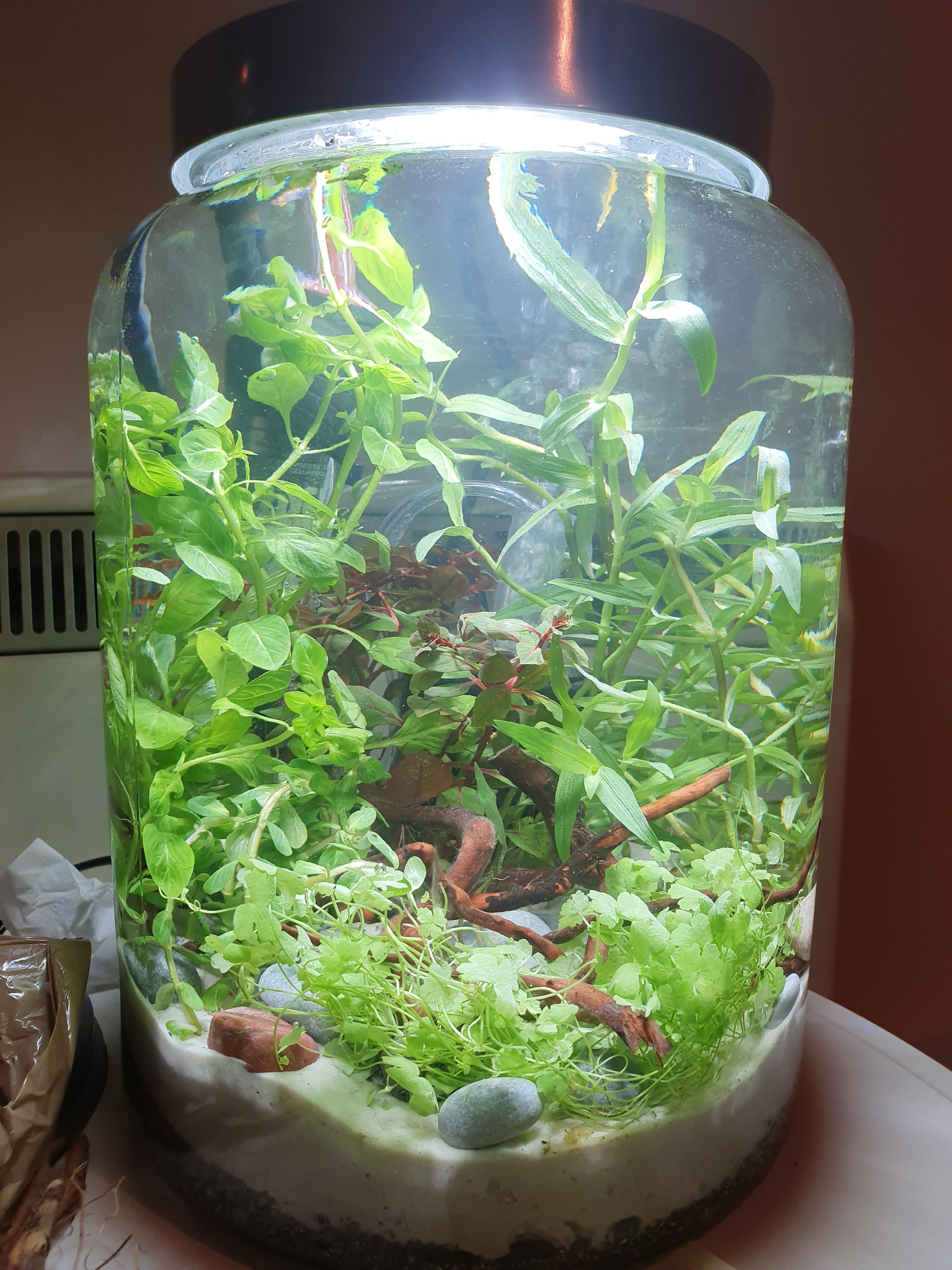 Converted a drink dispenser into my favourite tank yet r/Aquariums
