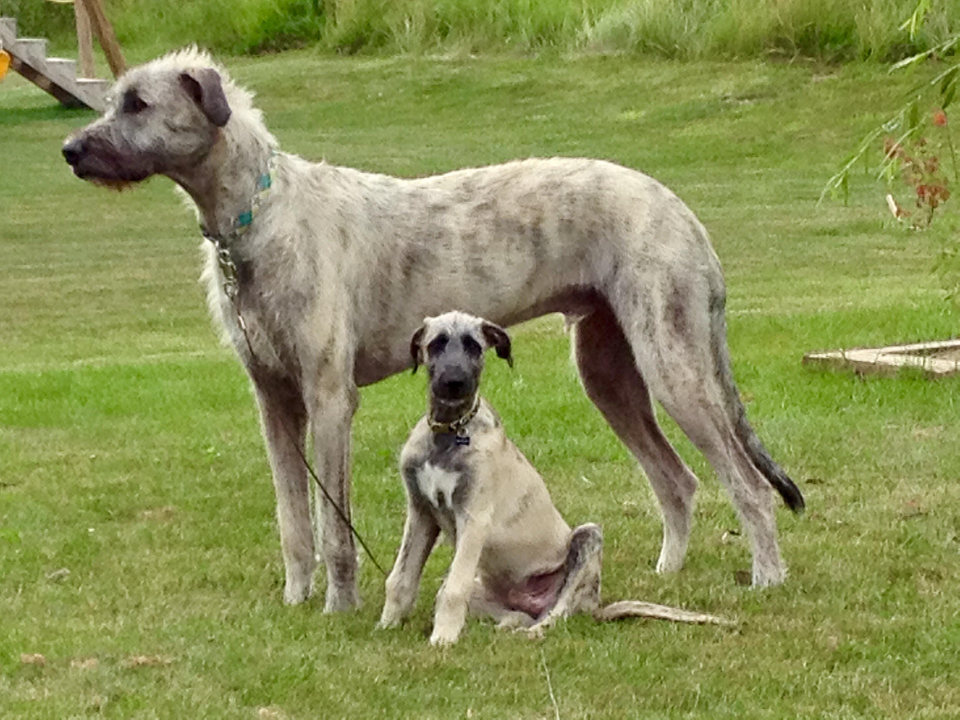 35 best u/z0a87 images on Pholder Irishwolfhound, Aww and Childfree