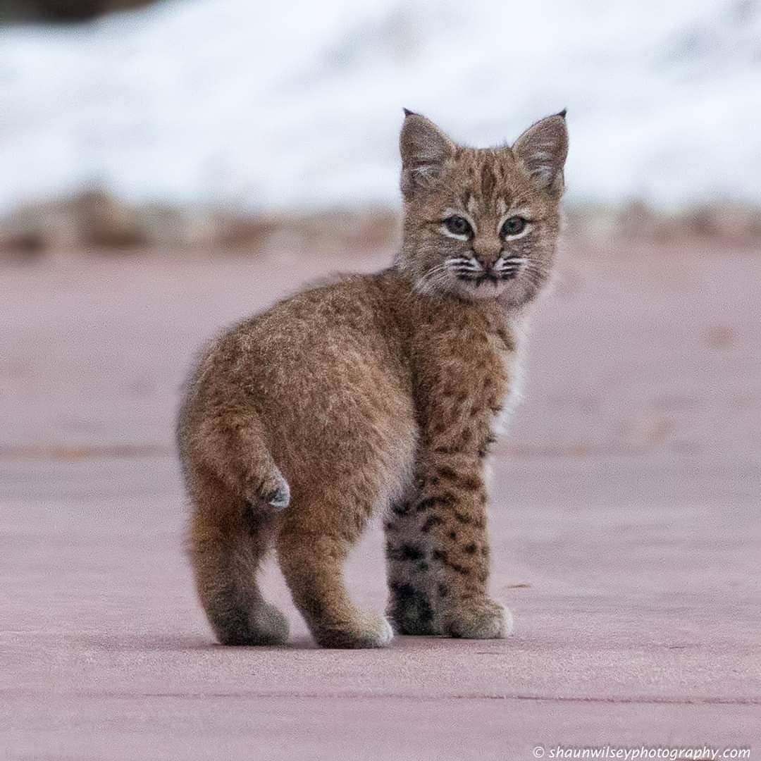 🔥 Bobcat kitten still growing into its fur (photo by Shaun Wilsey) r