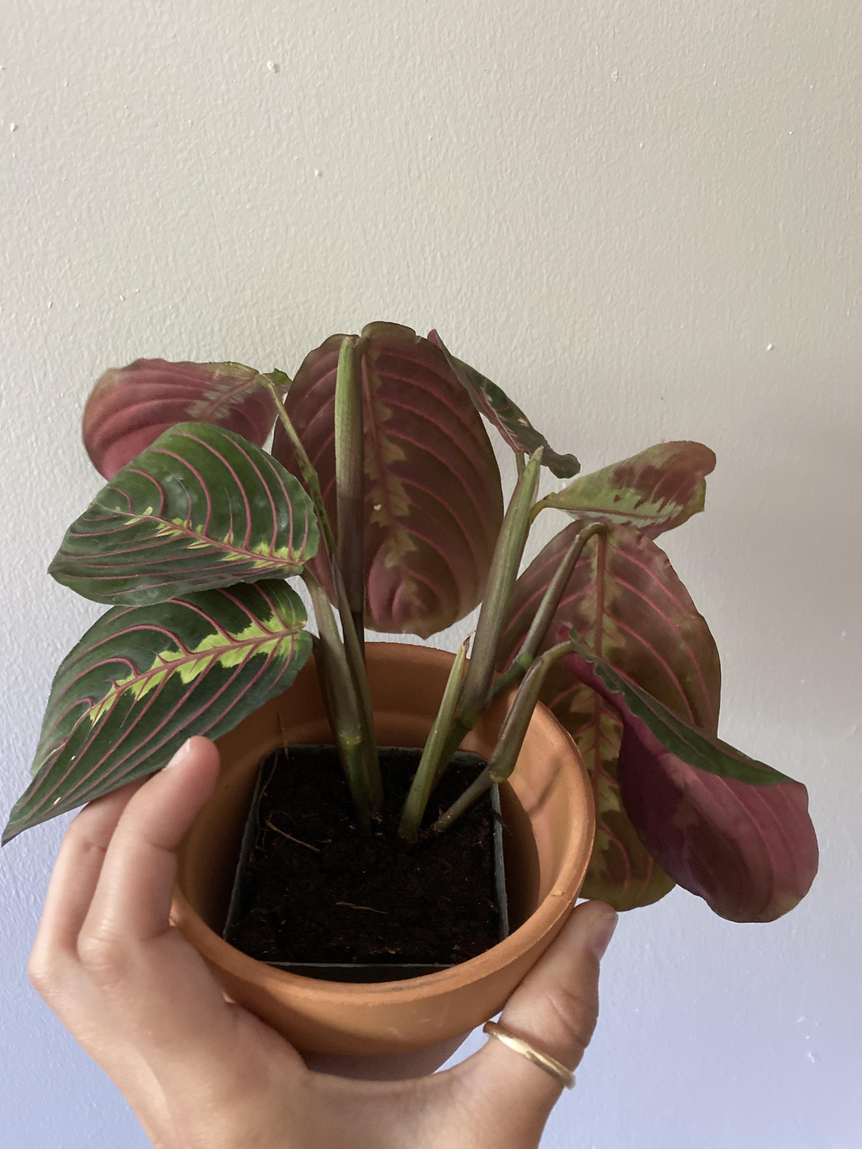My prayer plants leaves never seem to close? Almost locked in a
