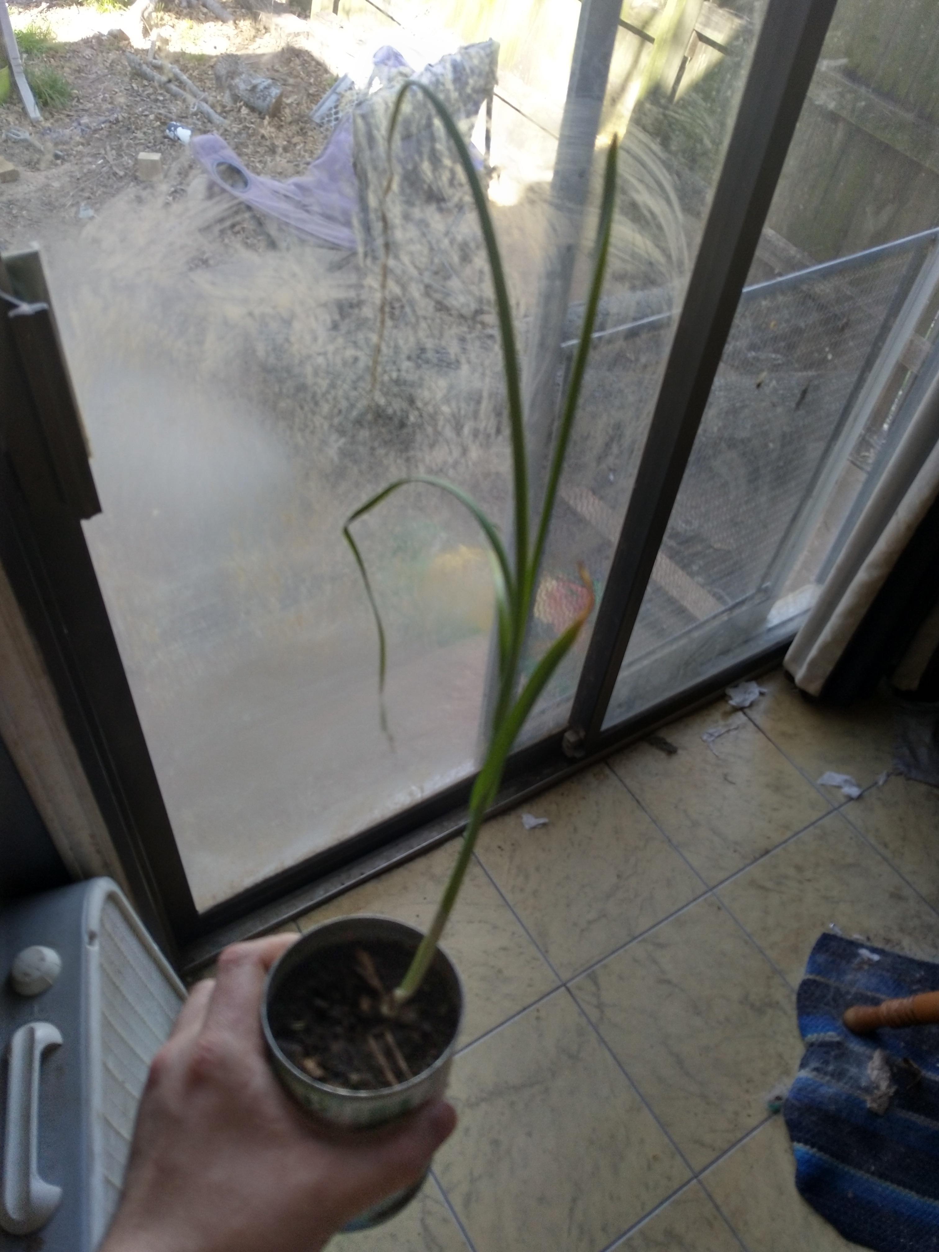 My brother’s garlic has been drooping, it’s growing in a can, what