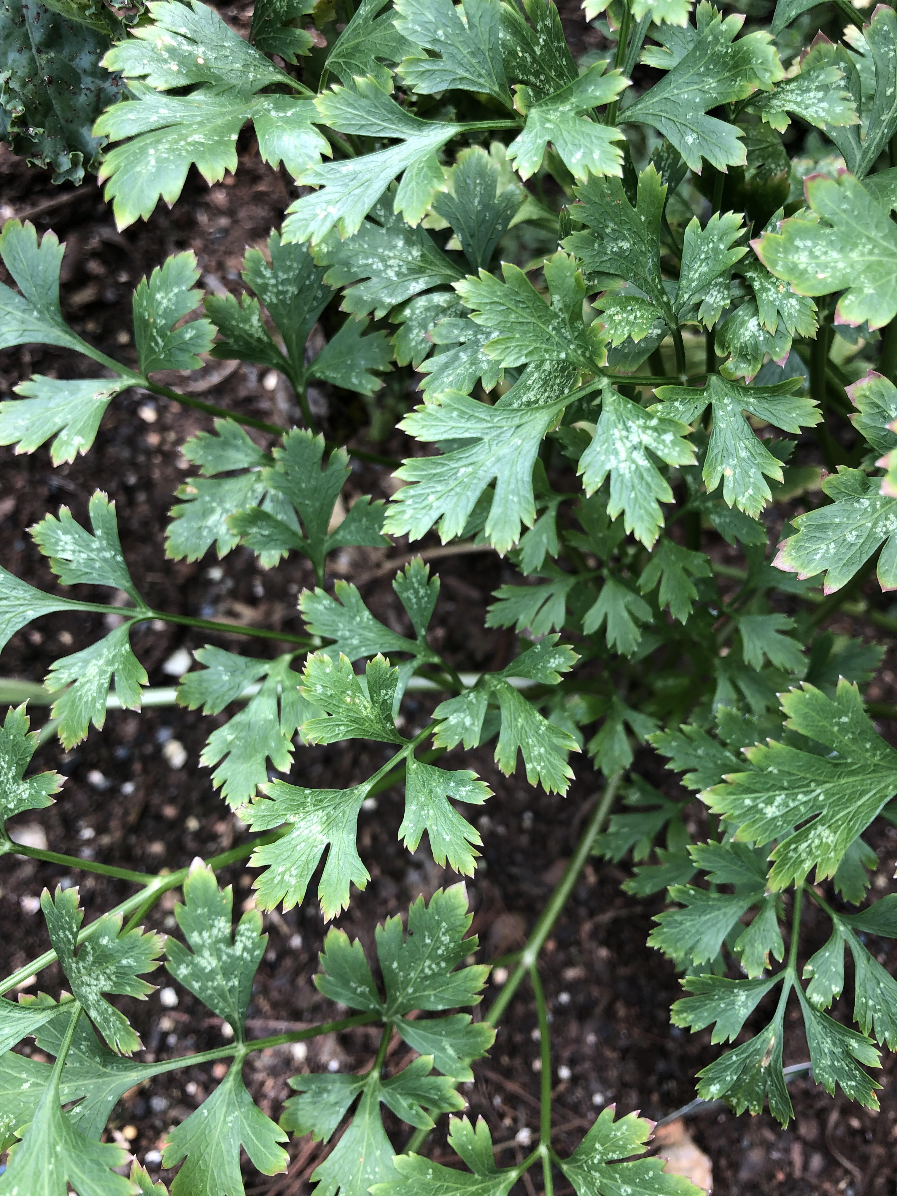 All my herbs are getting these white spots on the leaves, what’s going