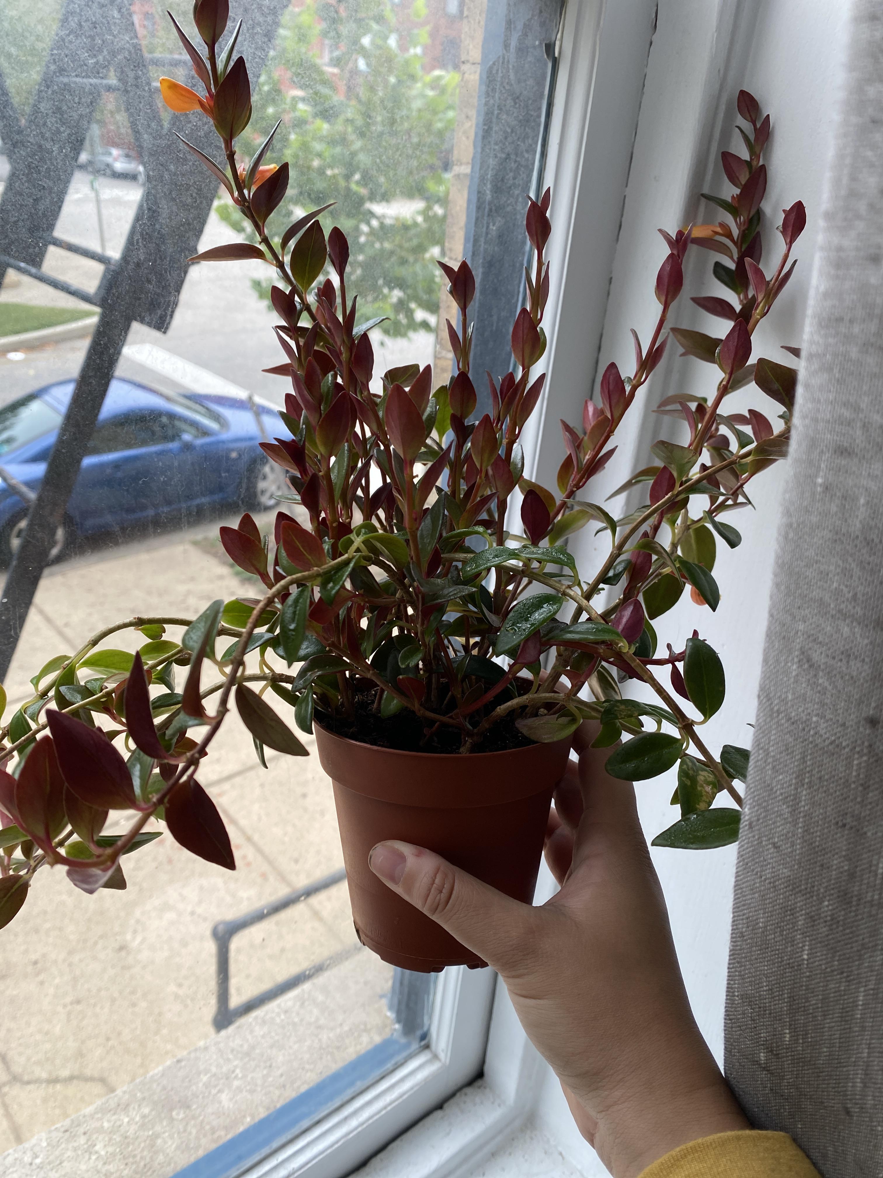 Repotting goldfish plant, any recs on how large of a pot I should get? Currently have a nursery