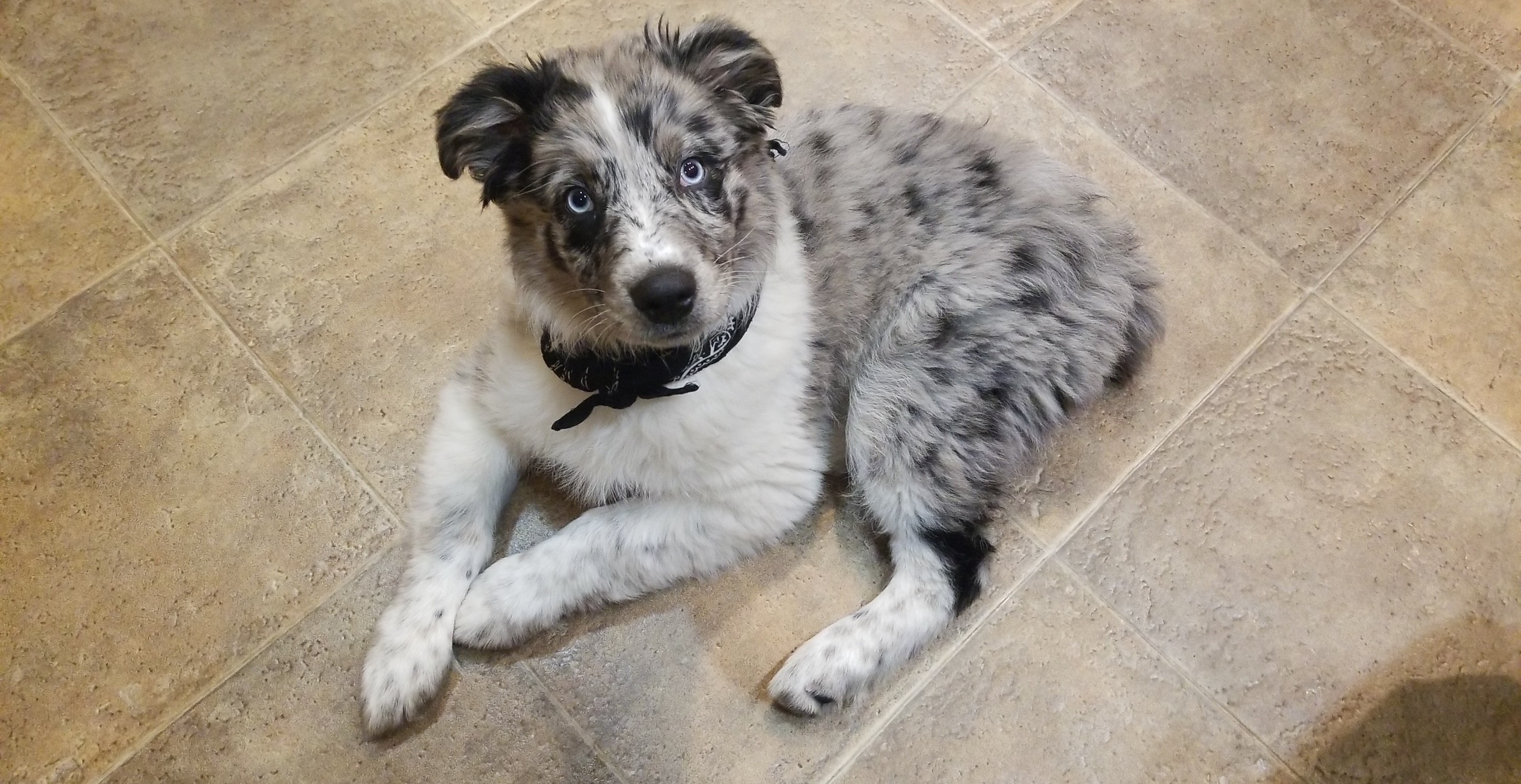 This is Loki, he lives up to his name. r/AustralianShepherd