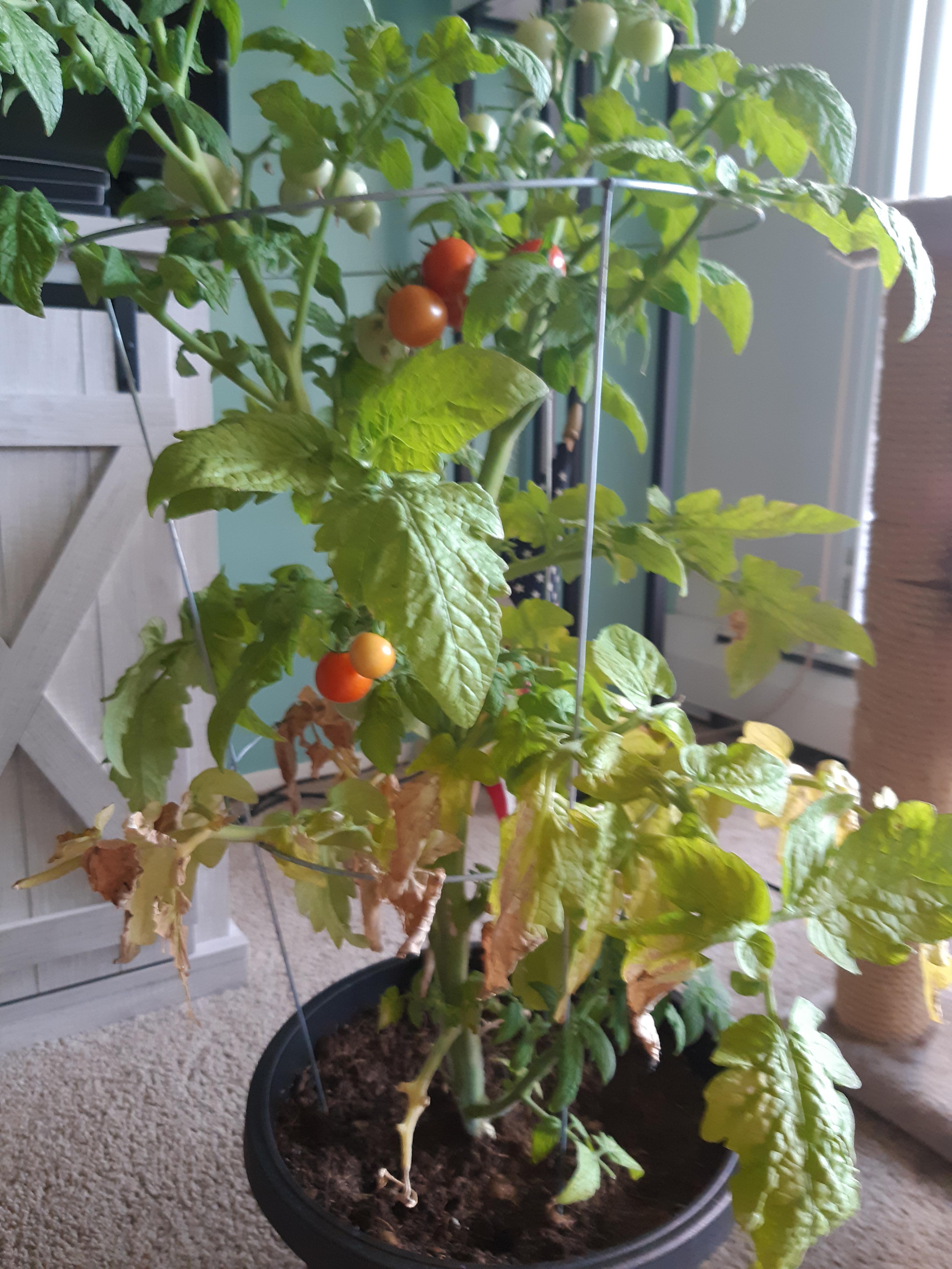 ADVICE! Why are my Husky Cherry Tomato leaves slow dying from the