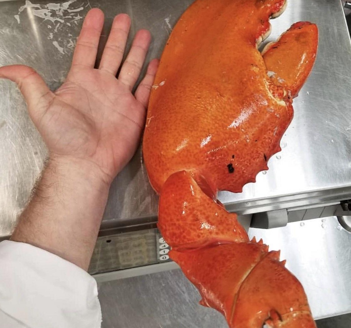 BIG! MEATY! CLAWS! : BikiniBottomTwitter