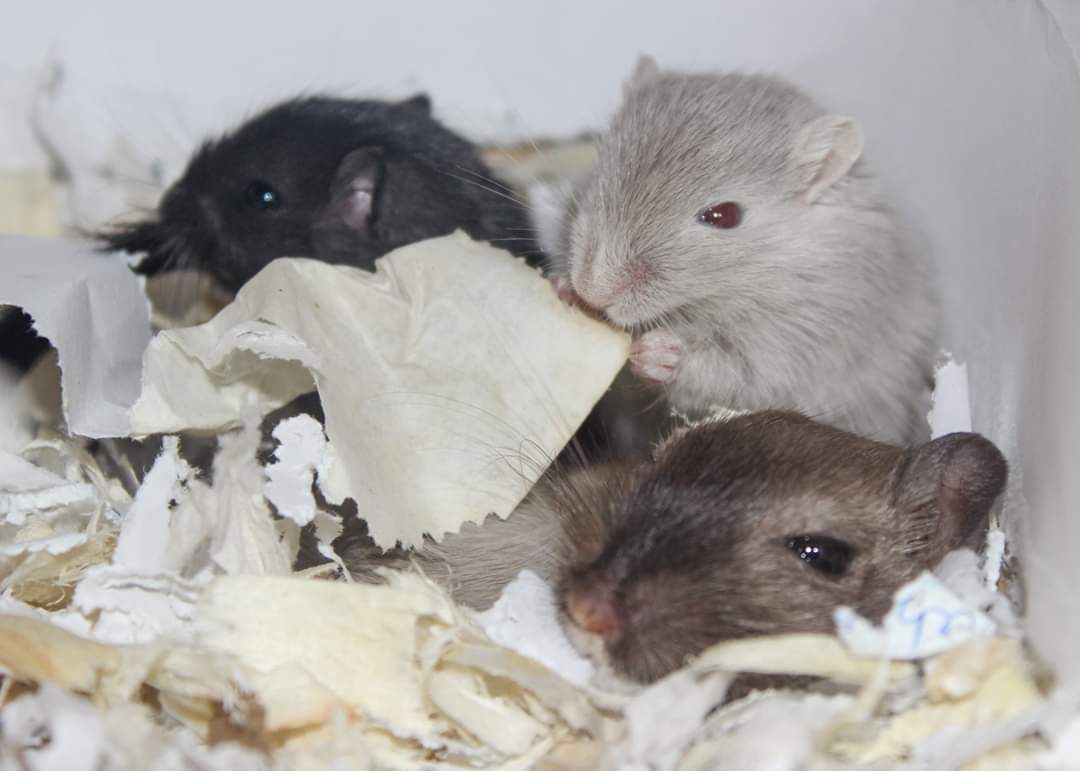 Black And White Gerbils
