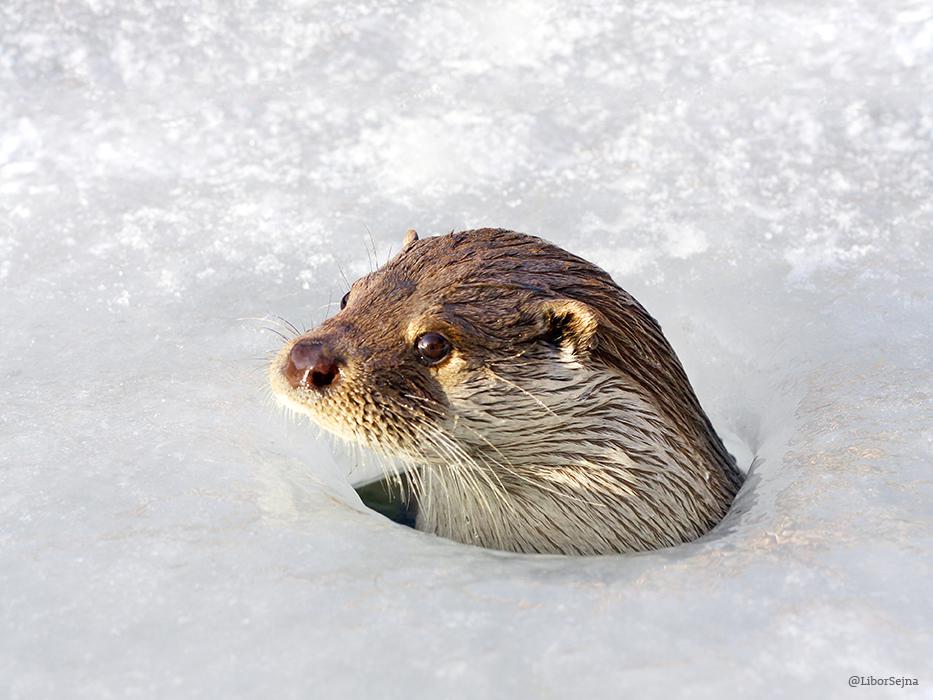 Otters are very dangerous mammals. When interacting with humans, it has