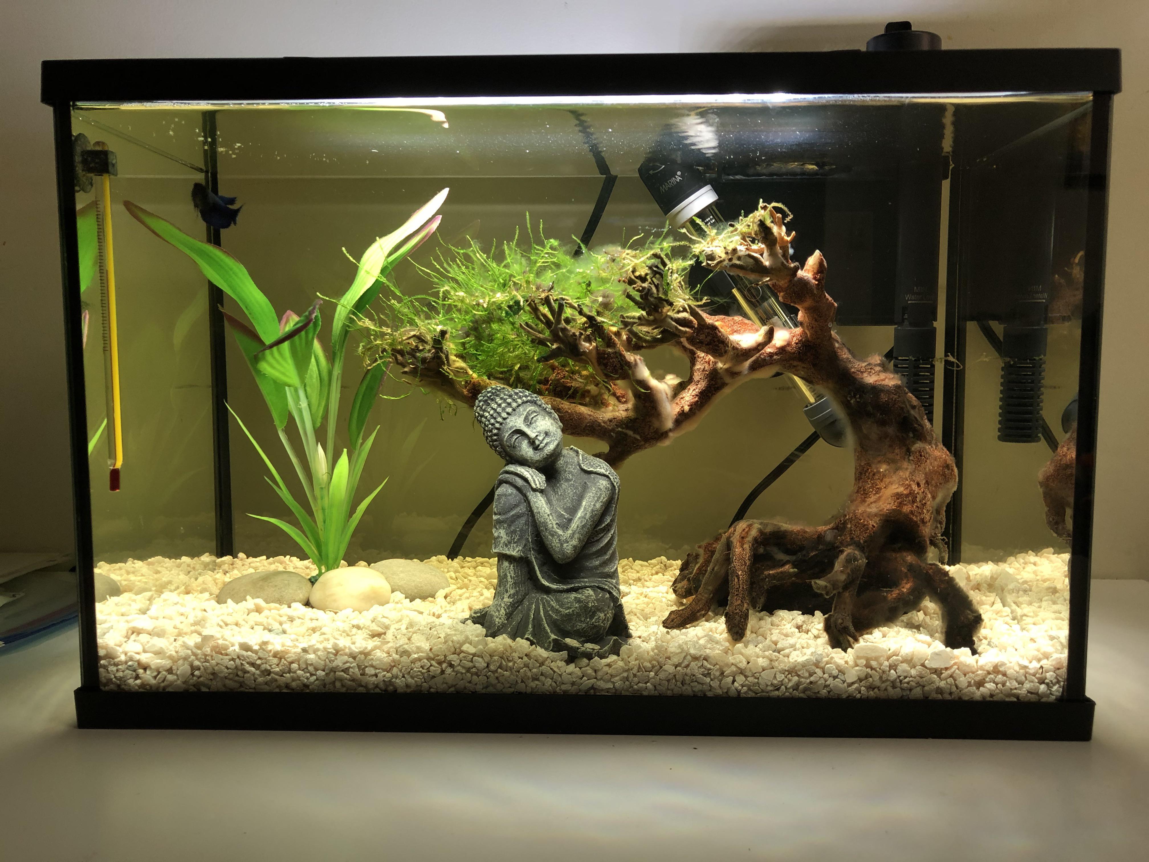 I’m in need of some aquascaping tips/ideas! Info in the comments r