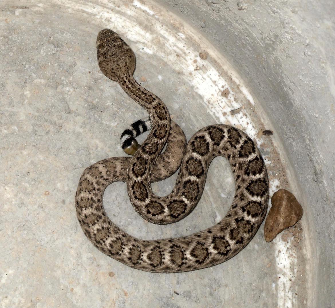 Western Diamondback or Mojave rattlesnake? r/snakes