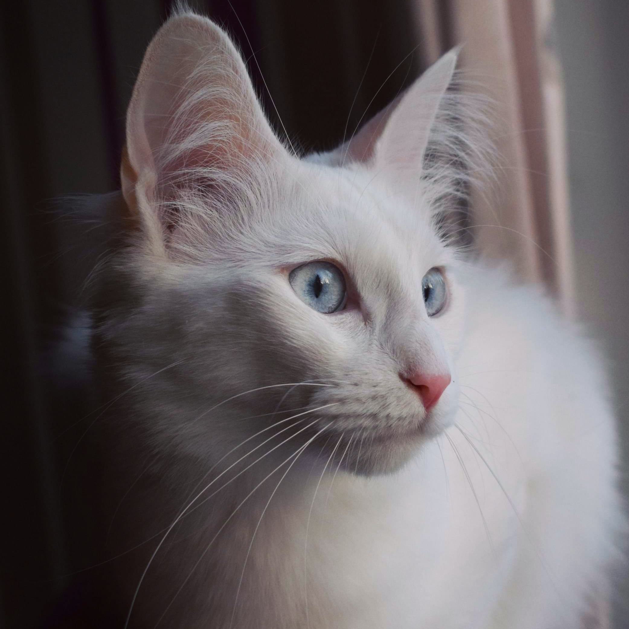 472 best Cheekbones images on Pholder Progresspics, Crappycontouring and Supermodel Cats