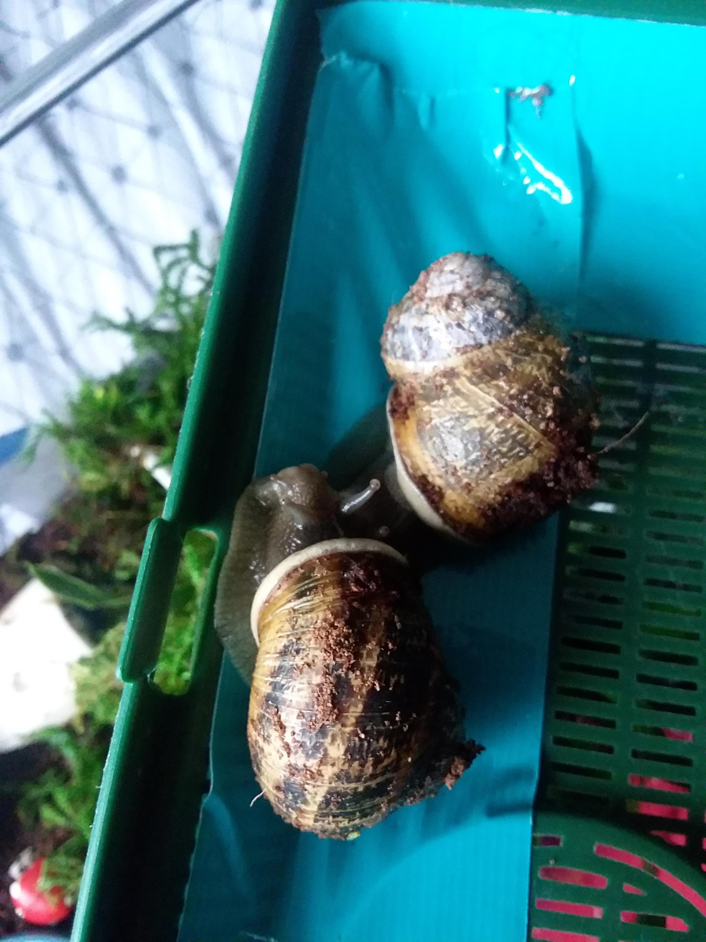 Are my snails ok? are they mating? they spent most of yesterday buried
