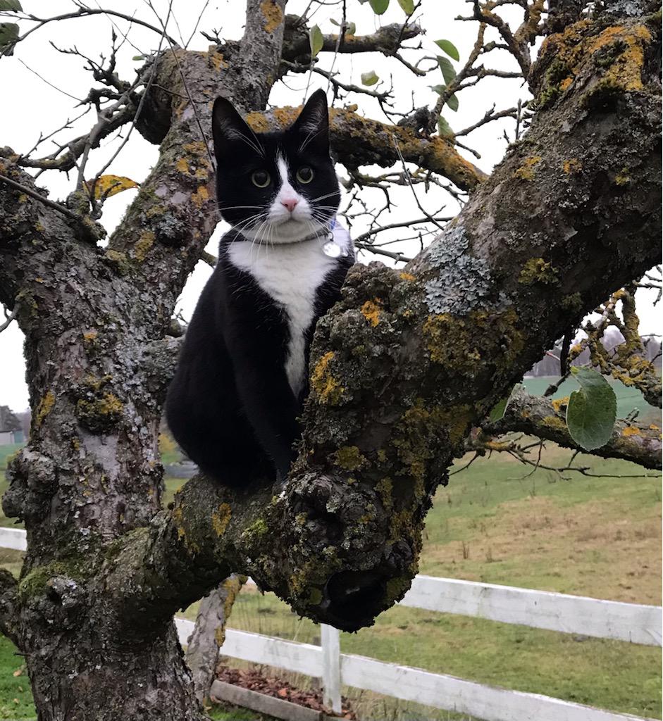 Cat in a tree 👀 r/TuxedoCats