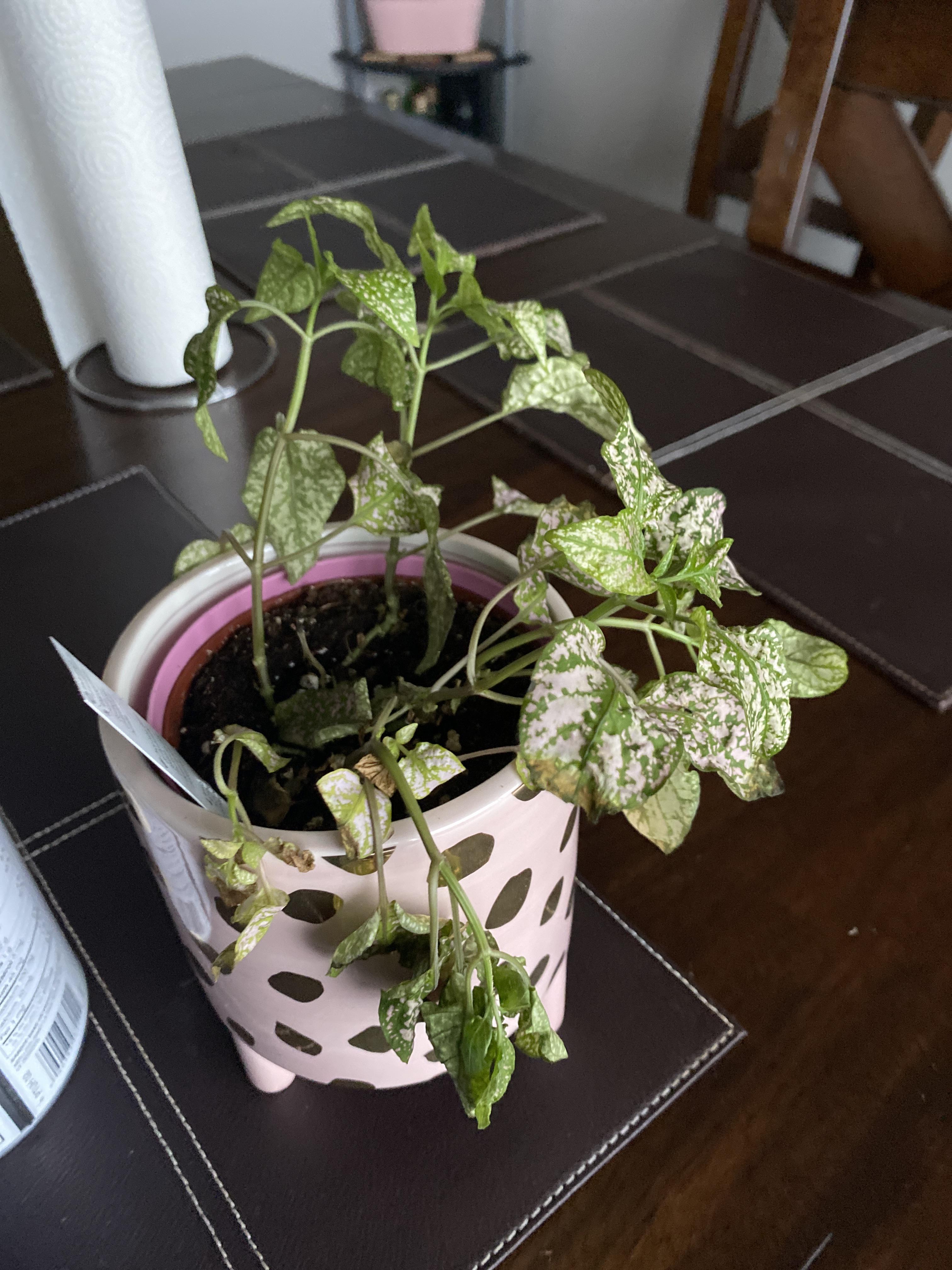 HELP!!!!!! my pink polka dot plant was fine 2 days ago, and now even