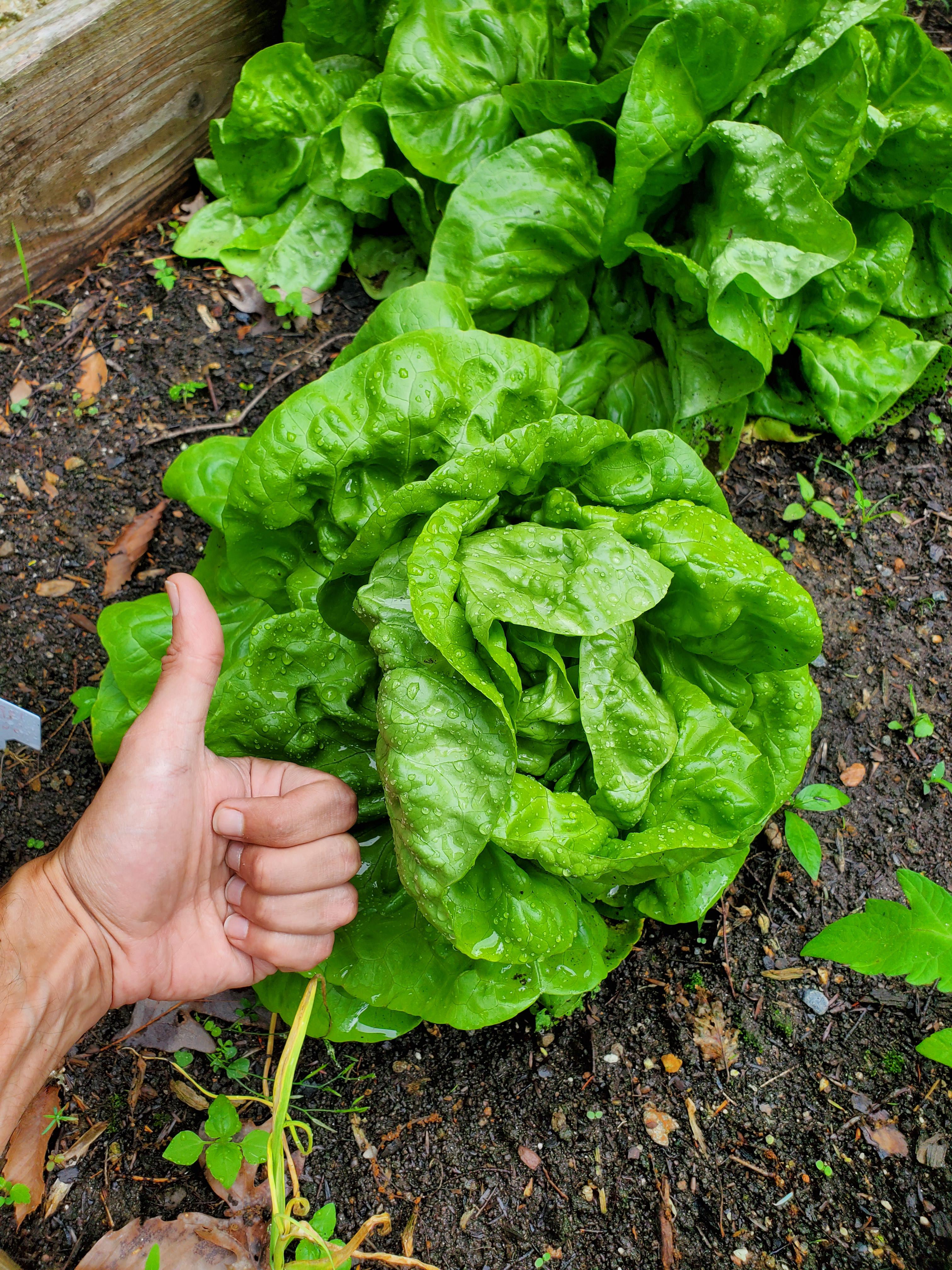 I love my Buttercrunch lettuce! r/gardening