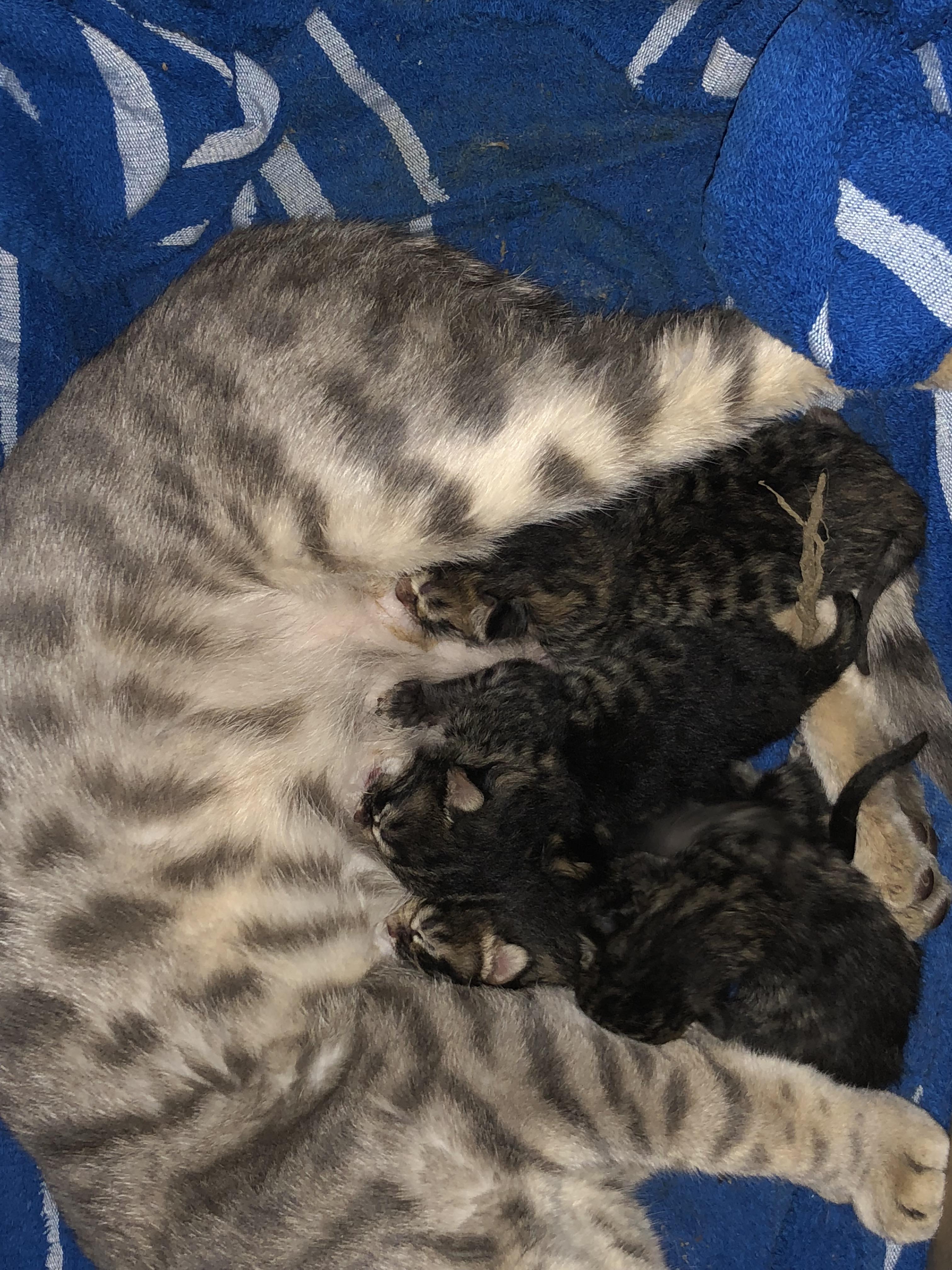 My bengal cat got out a couple months ago look at these 5 amazing