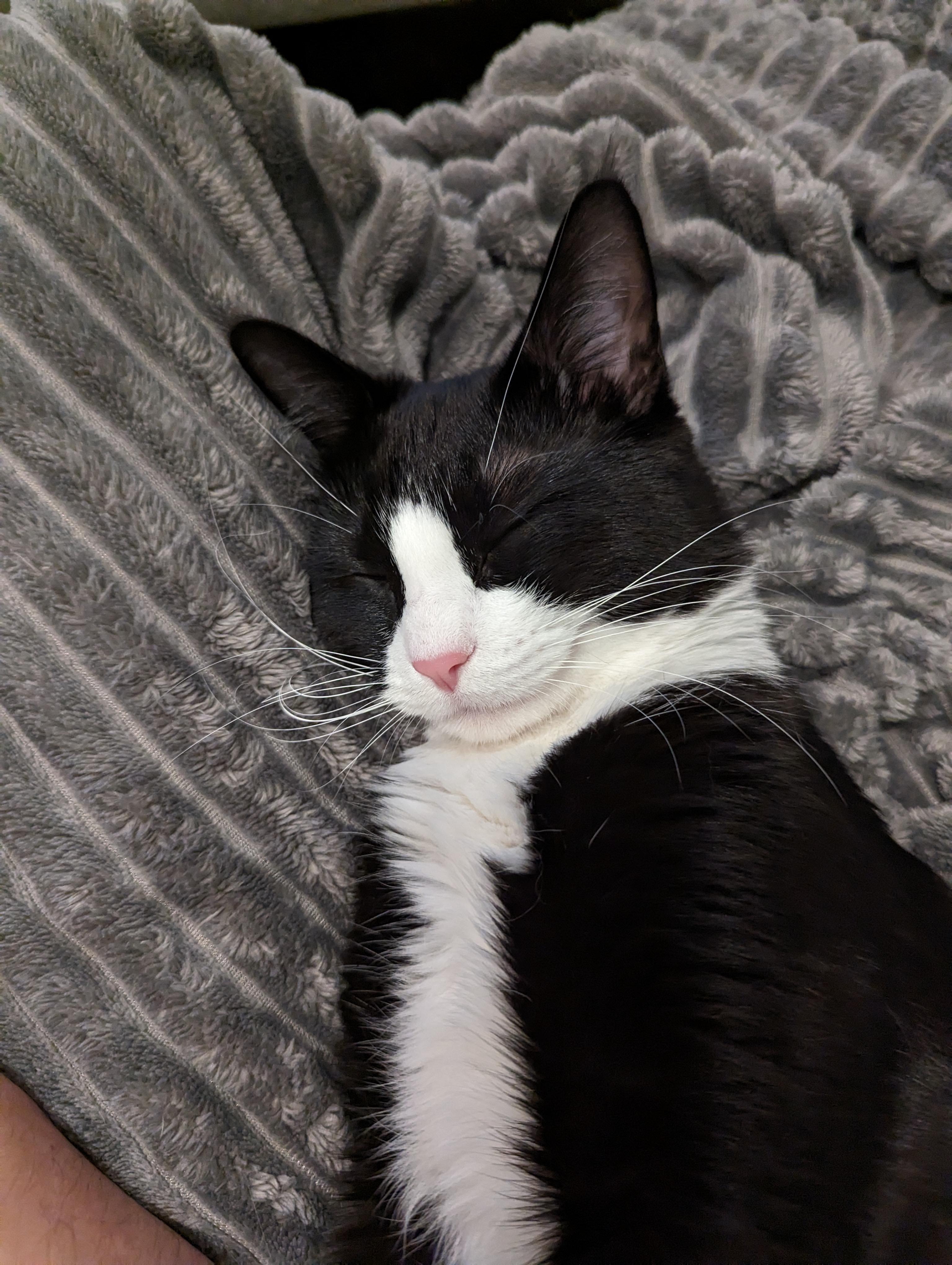 31 best u/sirstegosaurus images on Pholder The most beautiful cat I