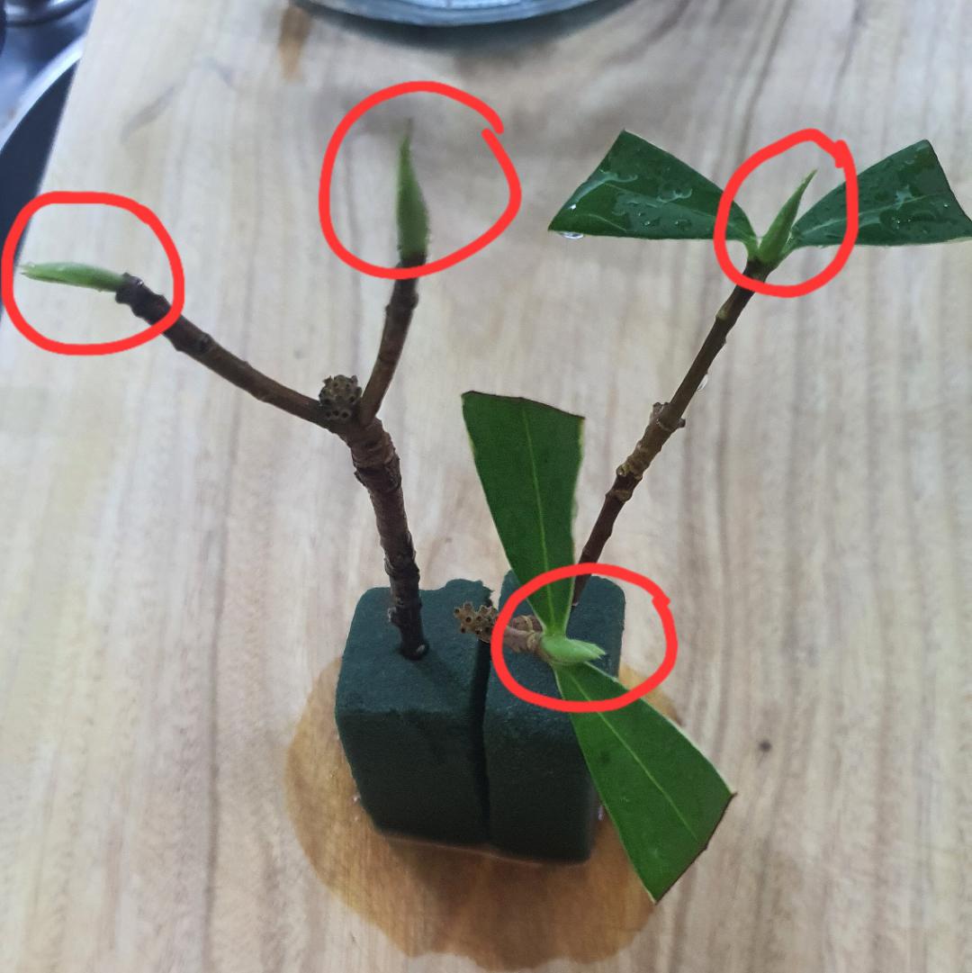 I tried to propagate my dying daphne odora. What are those things in
