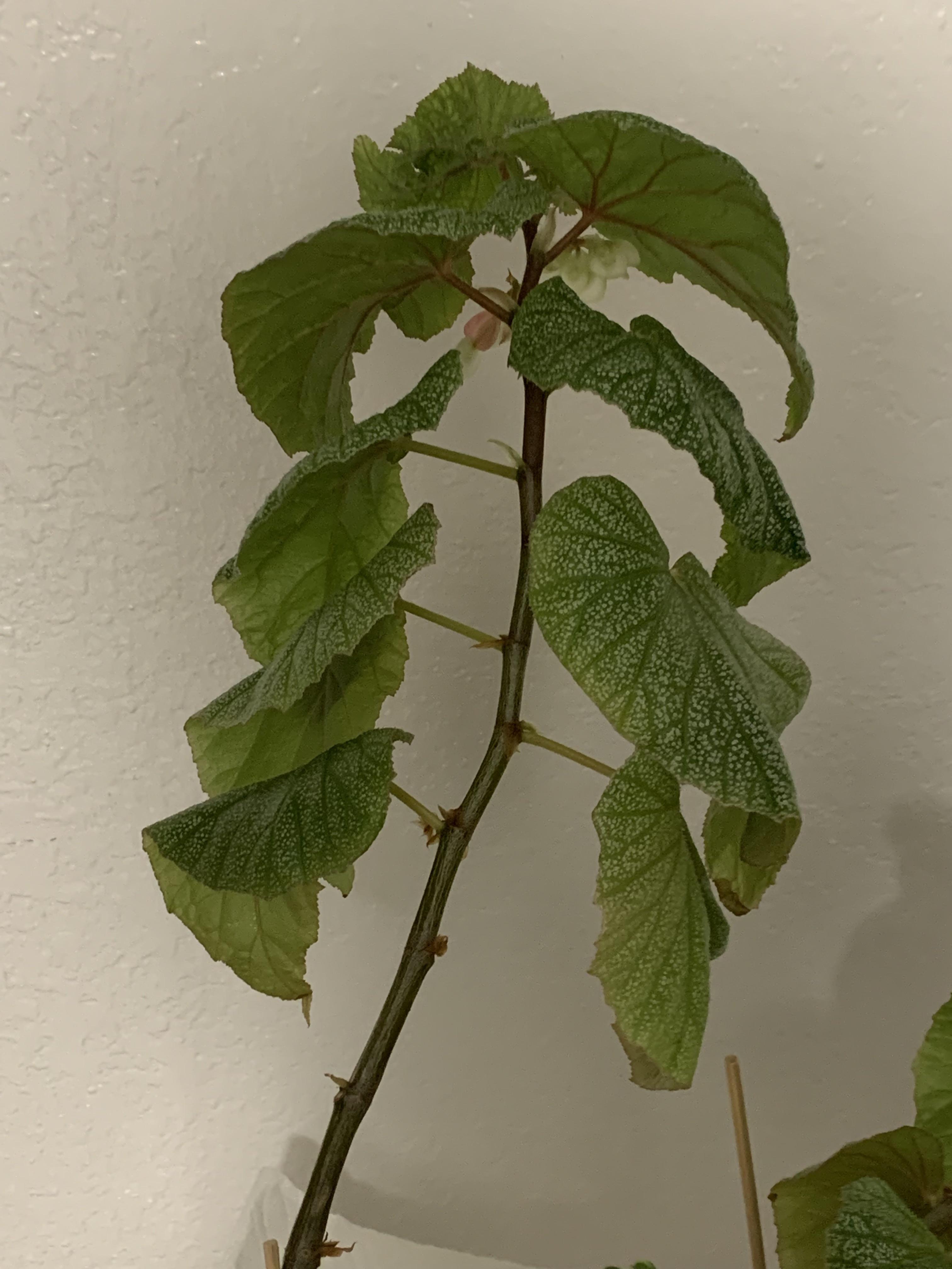 Begonia Sinbad Leaves Curling What to Do? r/plantclinic