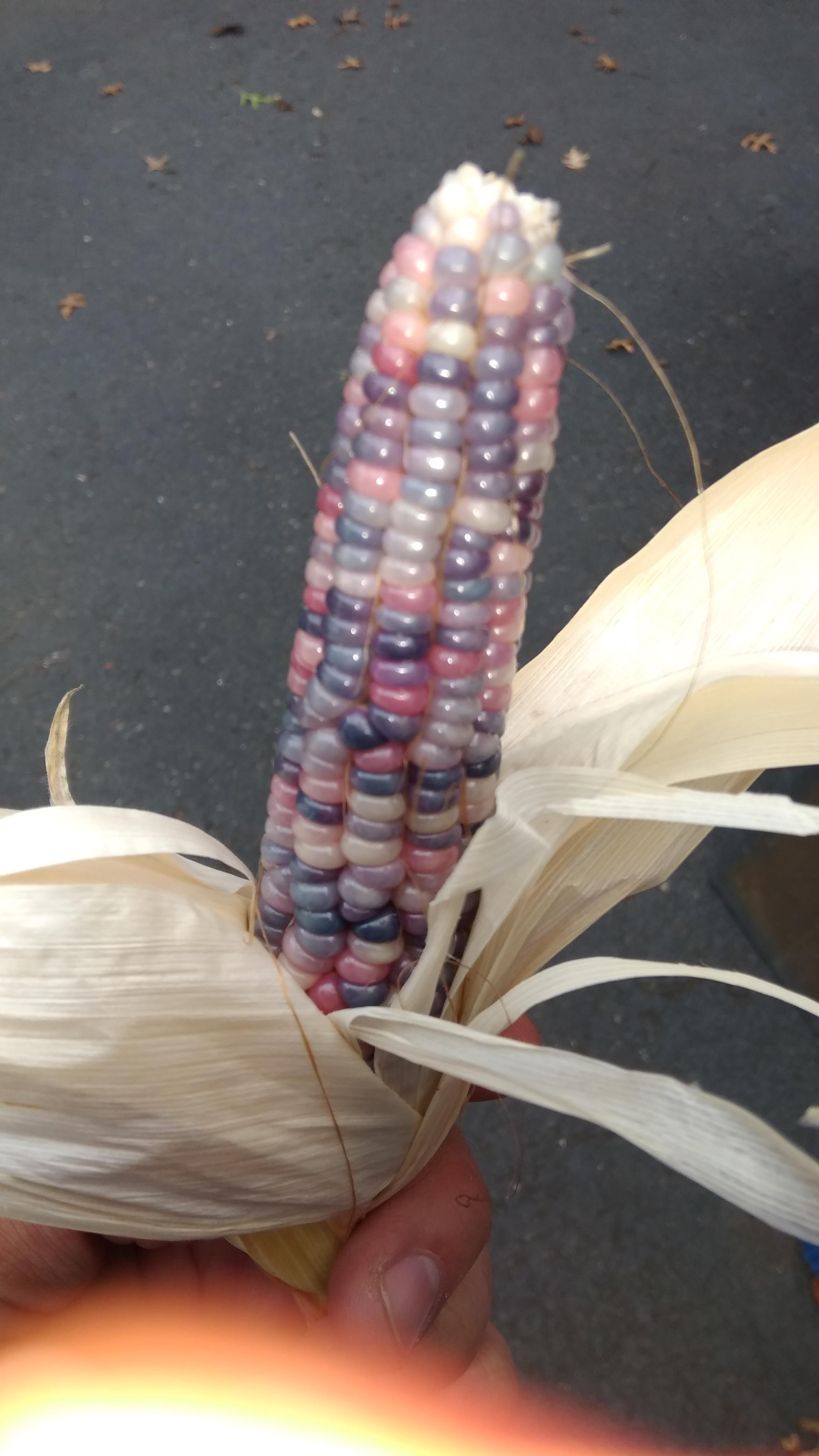 This rainbow corn. r/mildlyinteresting