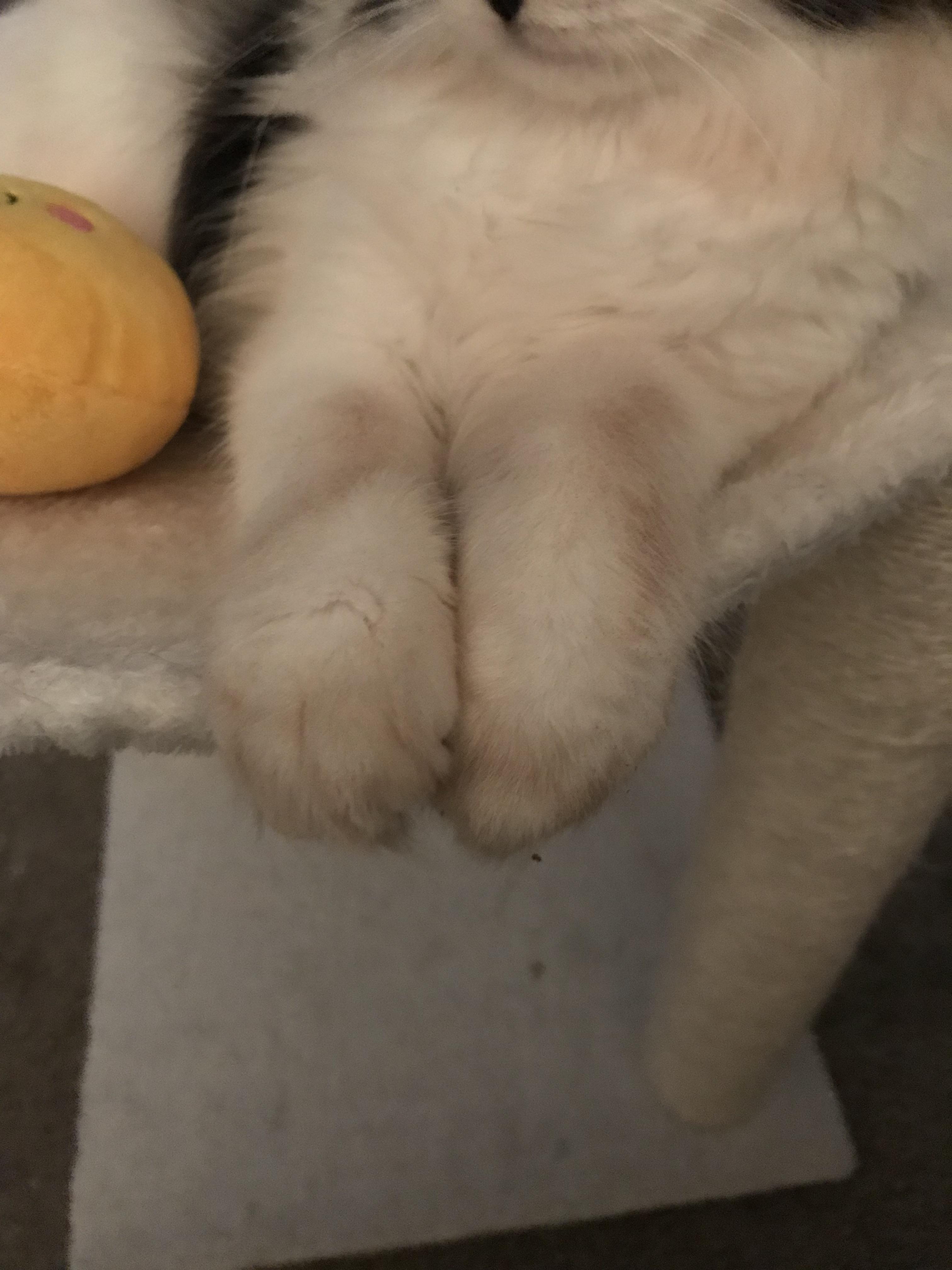 Dirty Paws r/cats