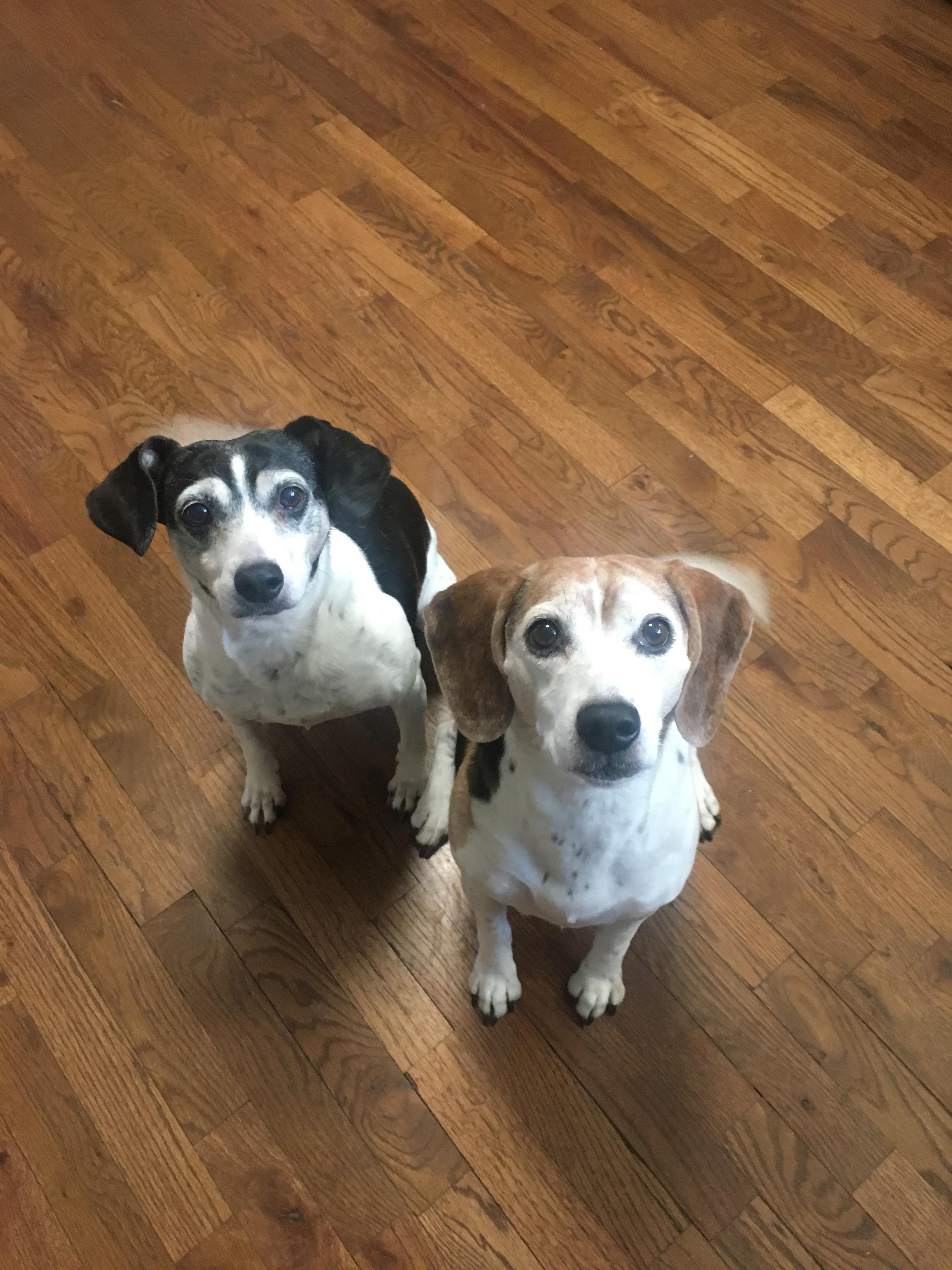 My beagle (10) and beagle mix (13). They’re a couple of old ladies who