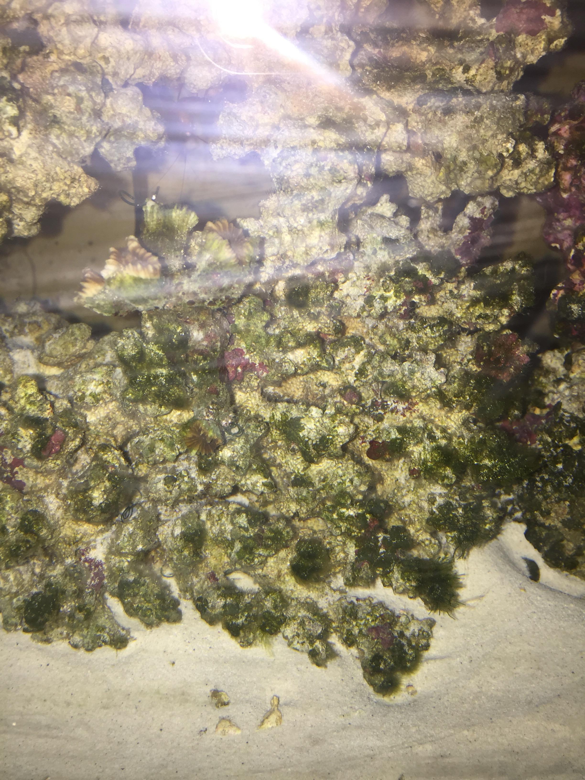 What kind of green algae is this all over my live rock?? Just recently